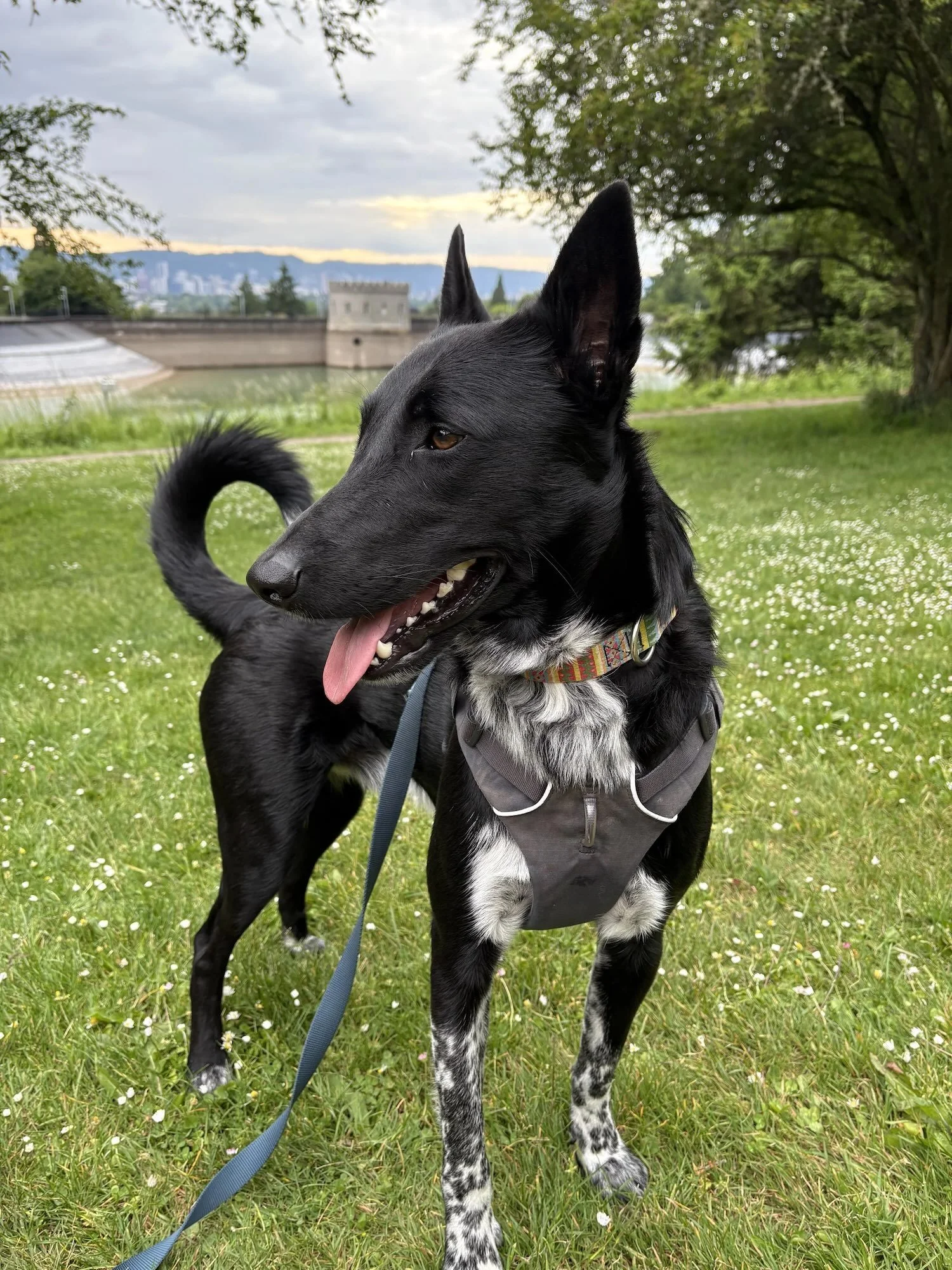 Dog outdoors in the Portland area
