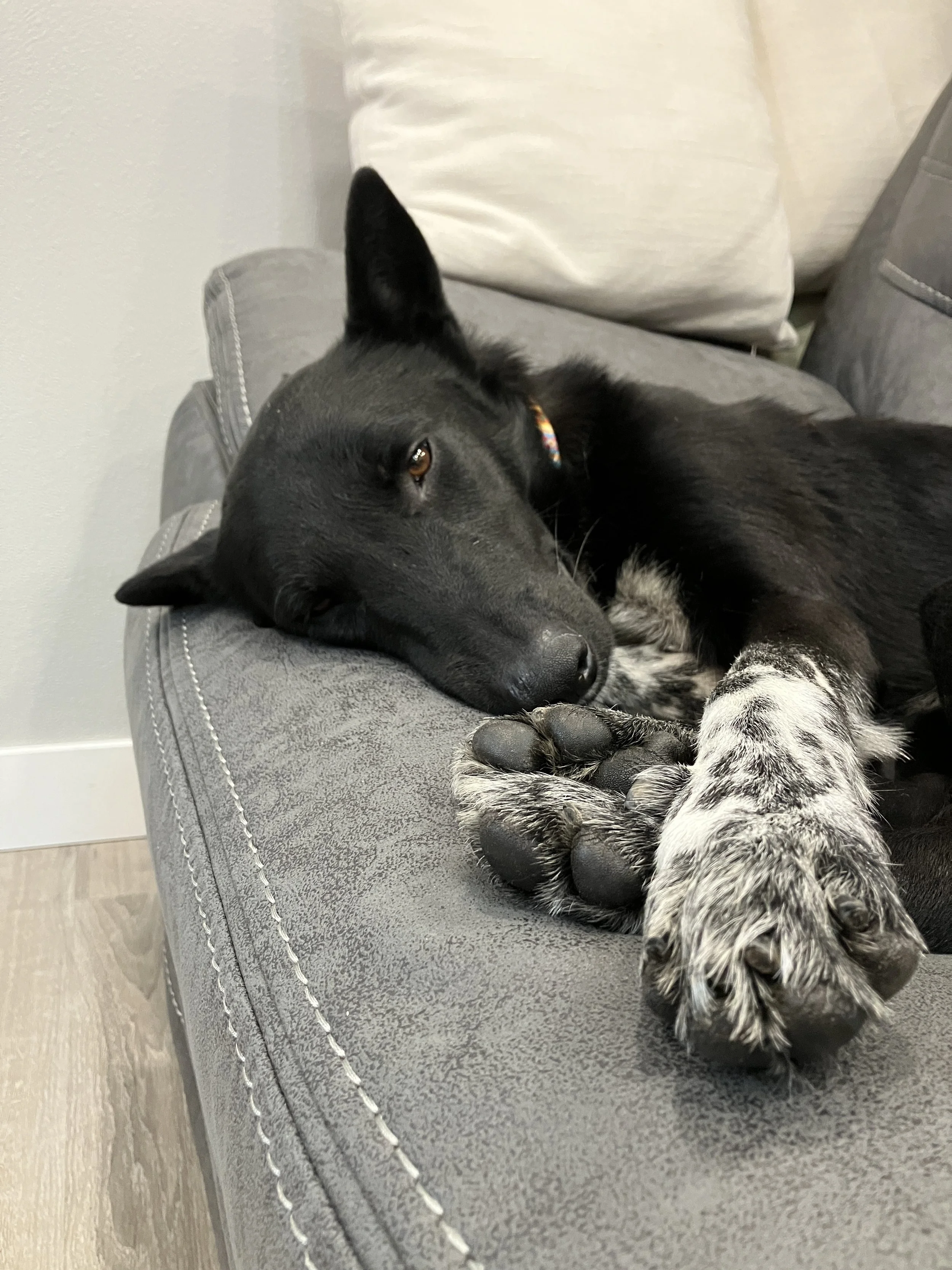 Dog relaxing at home