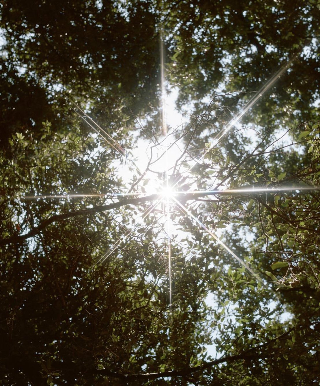 sunlight going through tree leaves