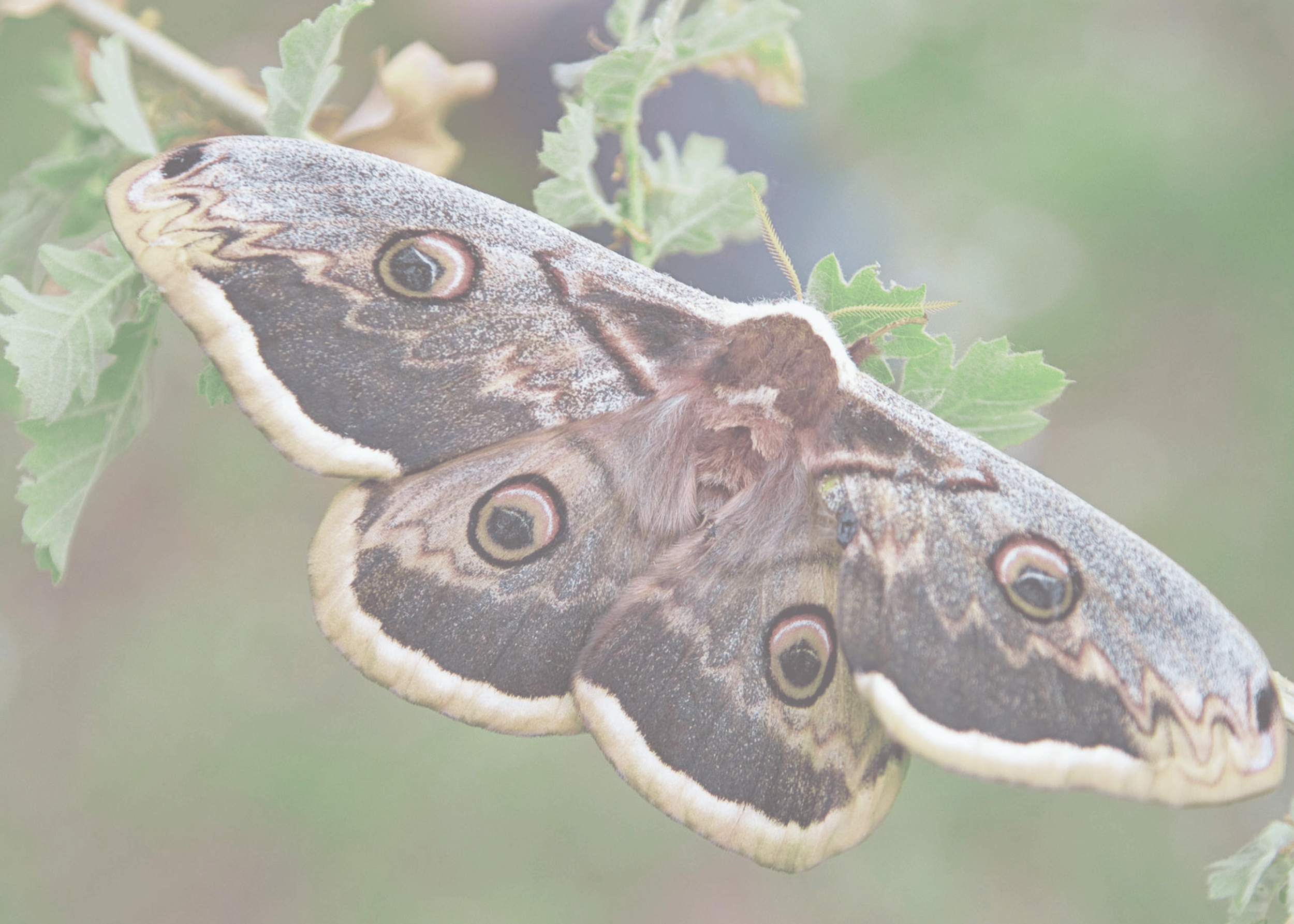 Close-up of a large brown butterfly with eye spots on its wings resting on green leaves.