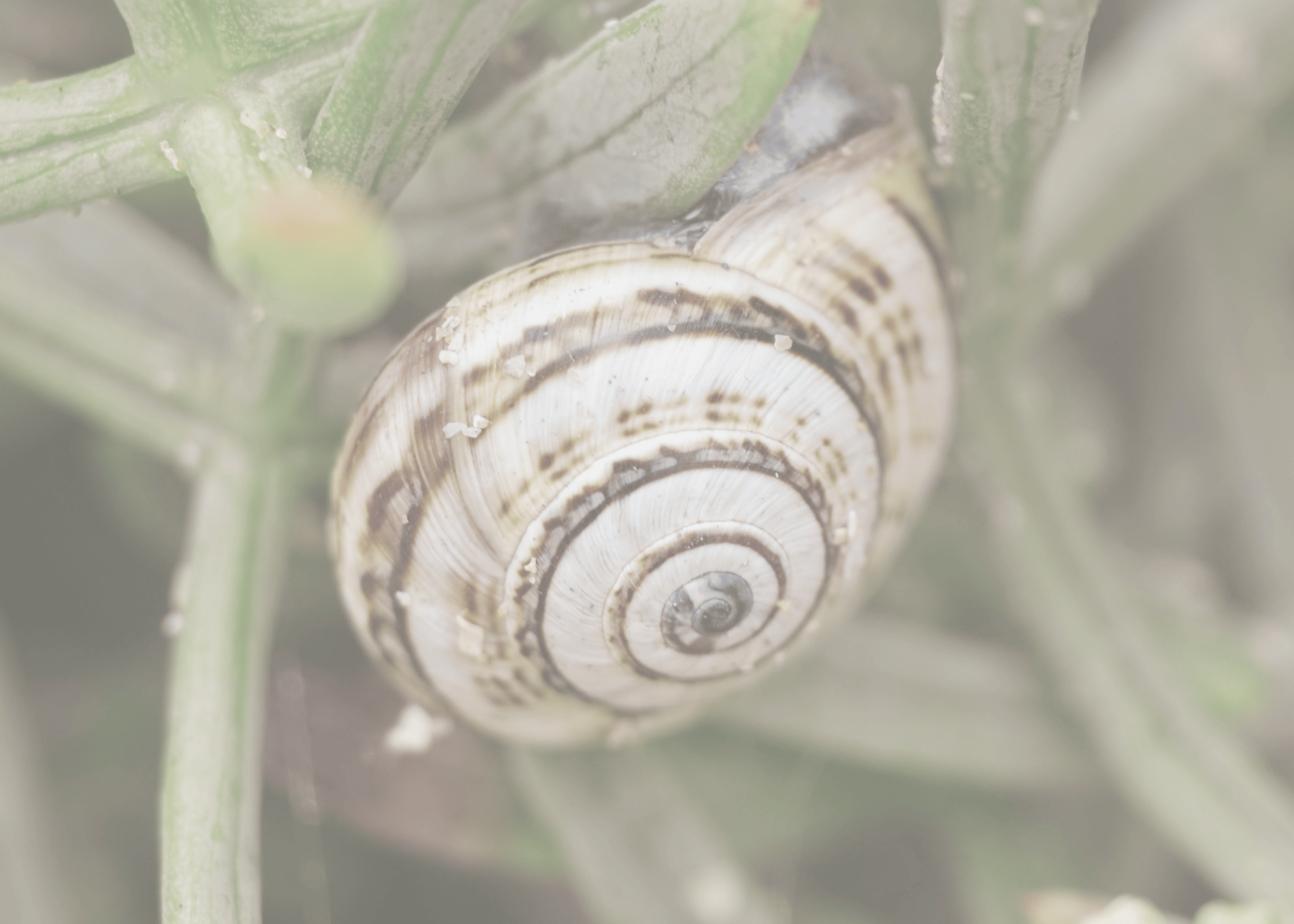Close-up of a snail shell attached to a green plant stem.