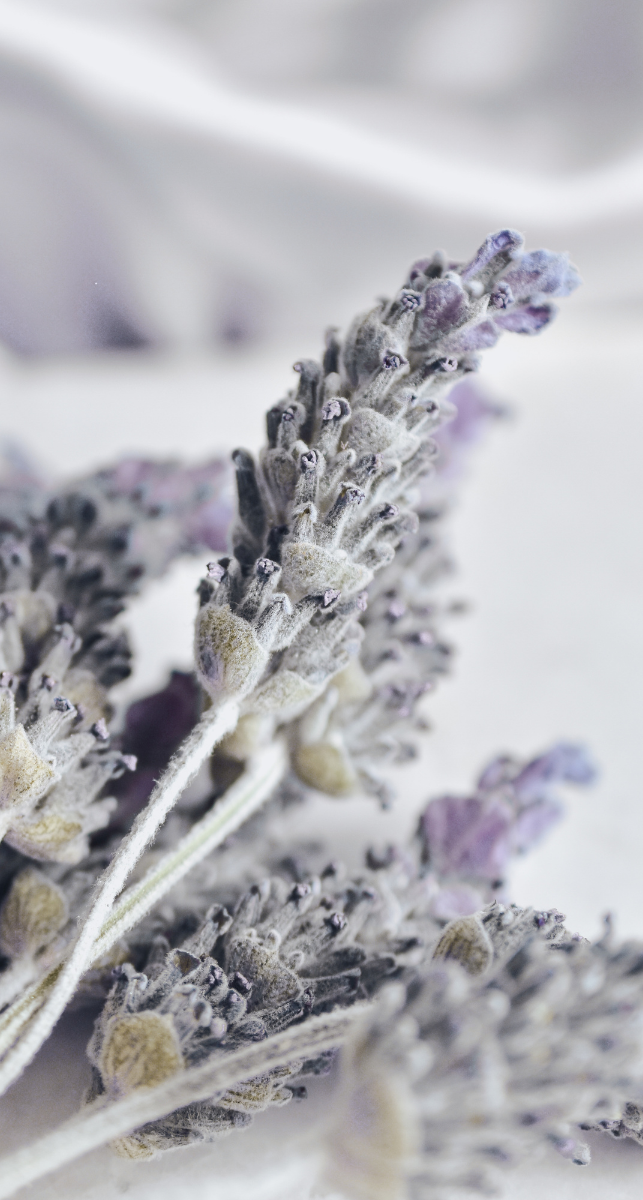 Close-up of dried lavender flowers with a soft, blurred background.