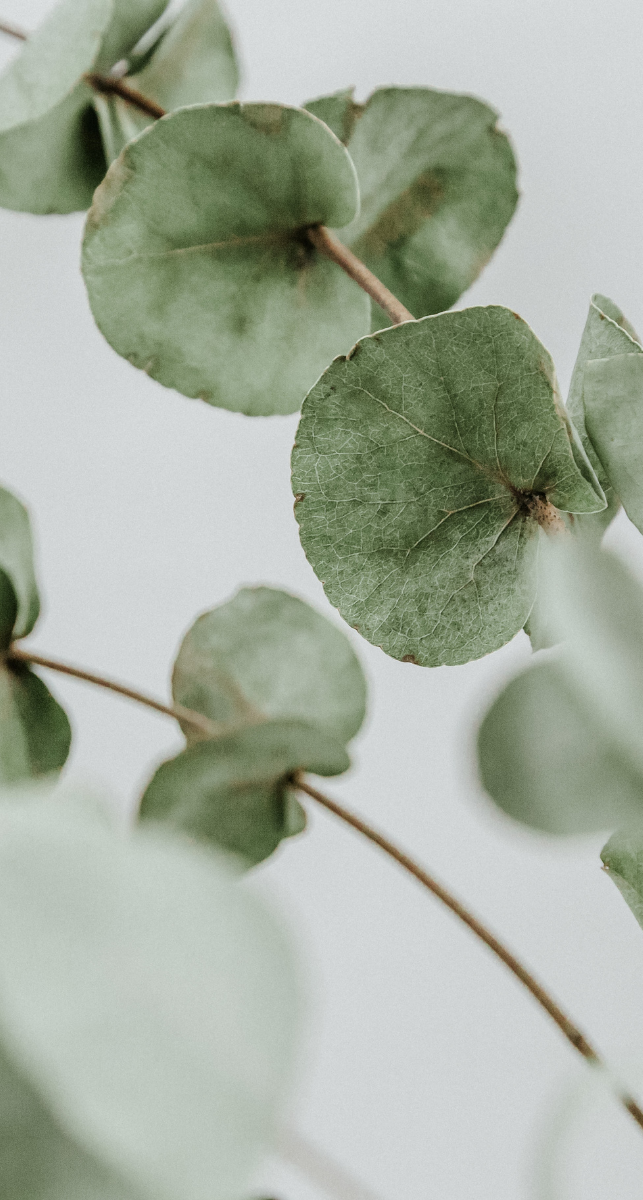 Close-up of eucalyptus leaves on a branch with a light background.