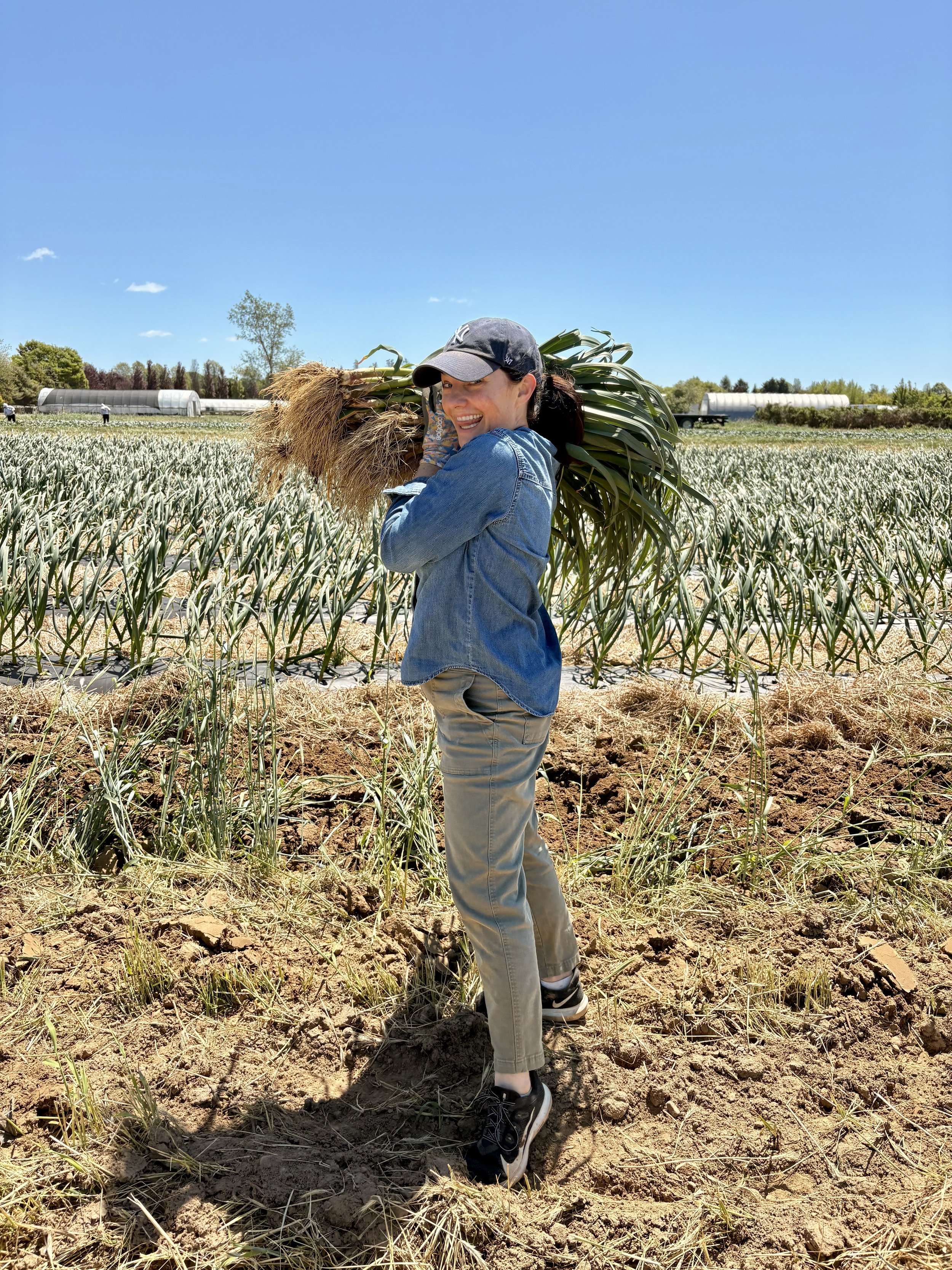 Volunteer! Garlic Harvest on the Farm 