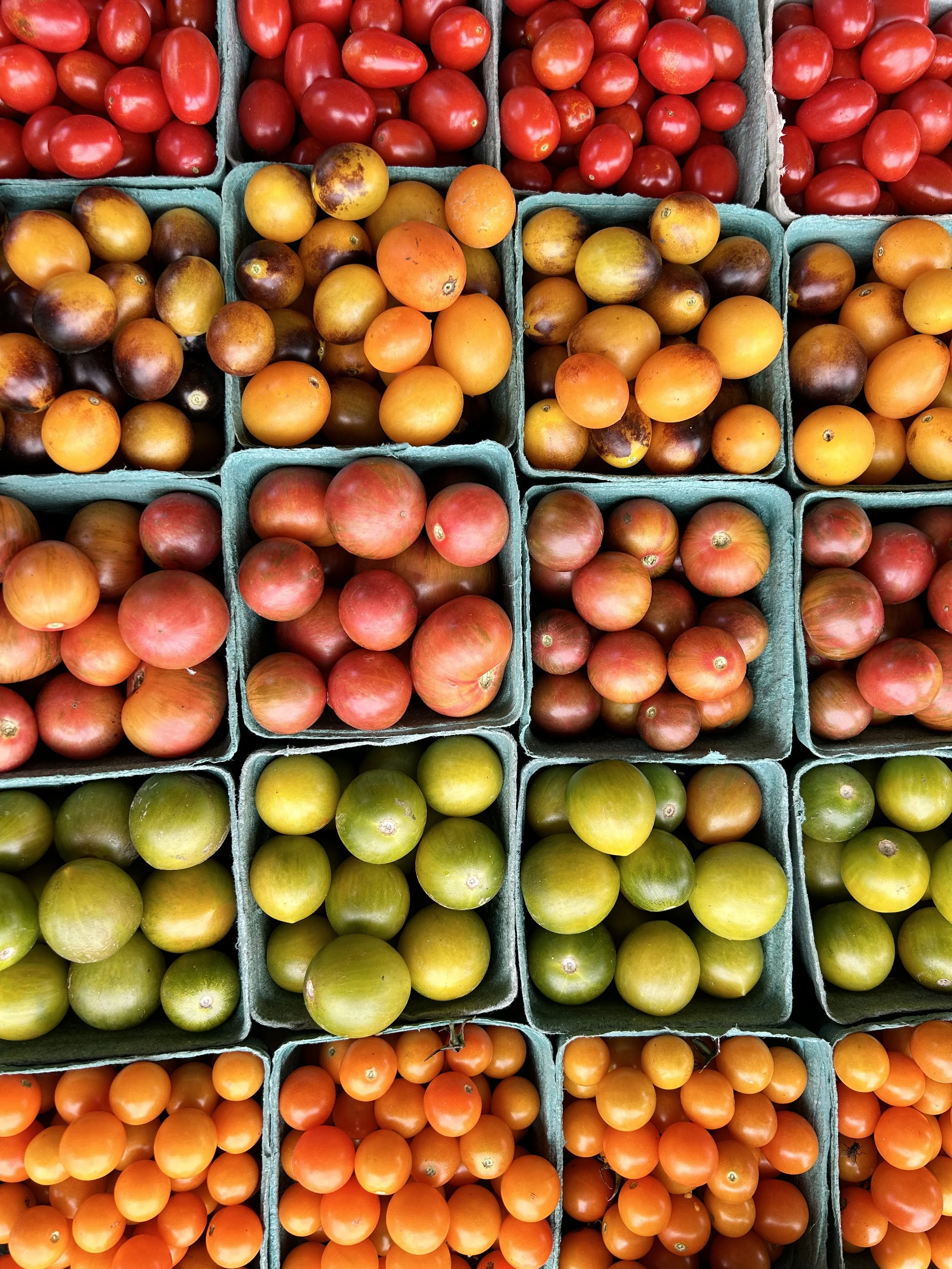 Tomato Harvest! 