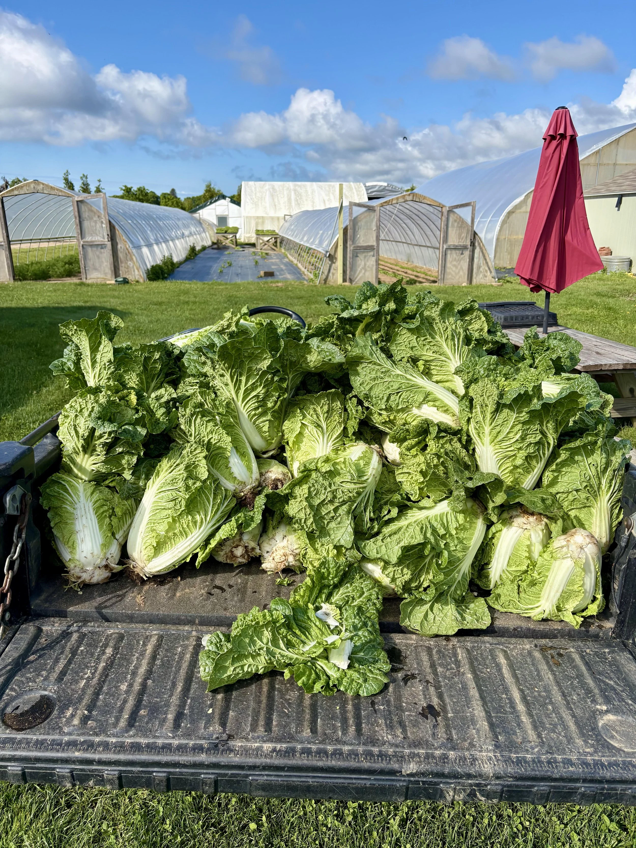 Fresh romaine lettuce heads on a black truck bed outdoors, with green grass and farm greenhouses in the background under a partly cloudy blue sky.