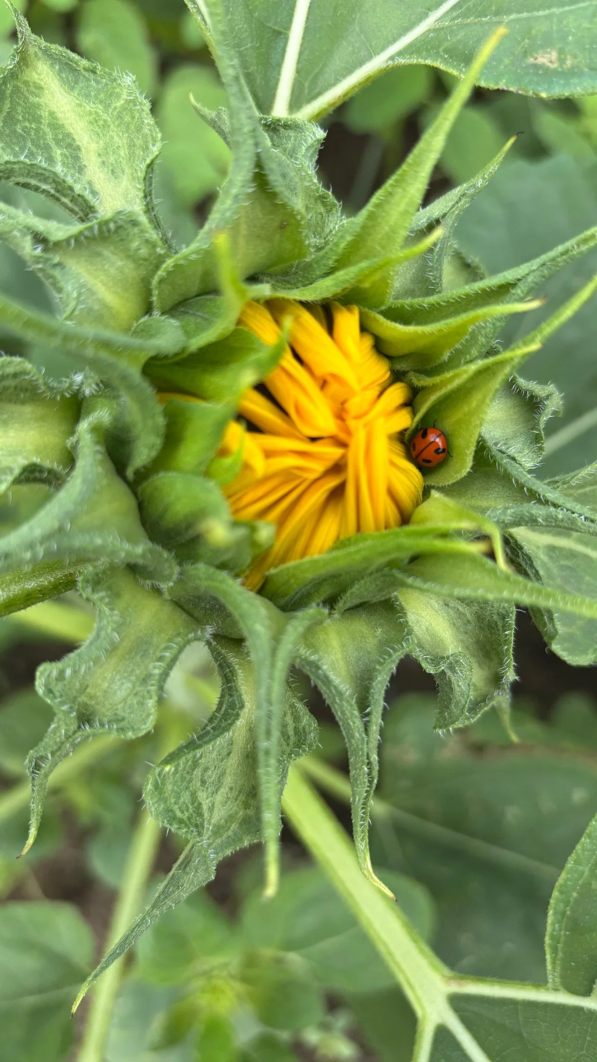 Close-up of a sunflower bud with yellow petals starting to emerge and a small ladybug on a green leaf.