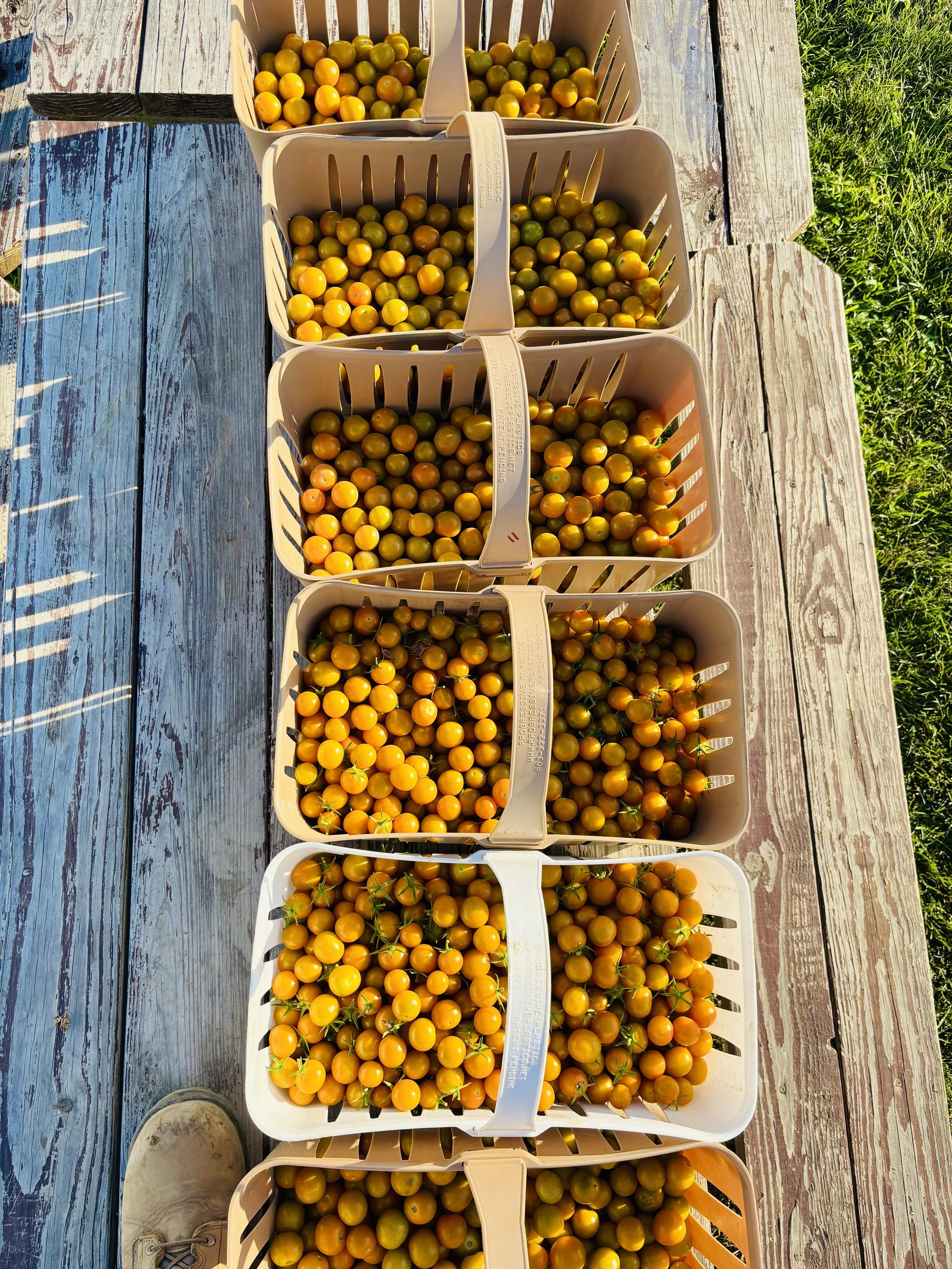 Multiple plastic baskets filled with ripe yellow cherry tomatoes arranged on a weathered wooden table outdoors.