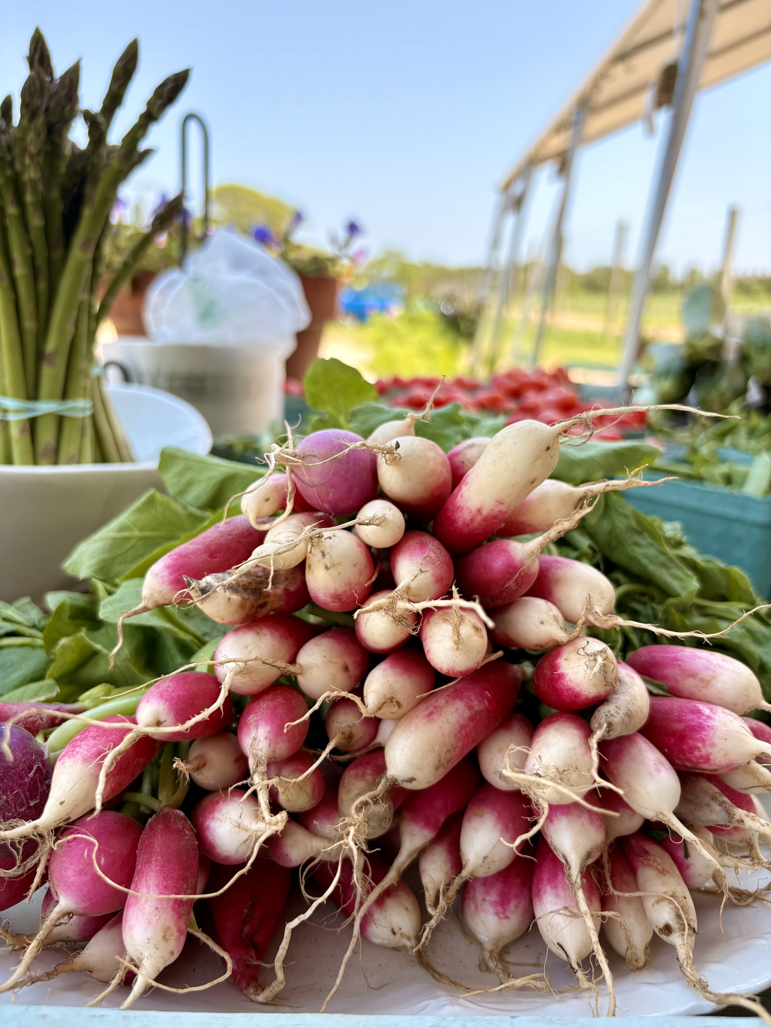 A bunch of radishes with white and pink bulbs and green leaves, lying on a white surface outdoors, with gardening supplies and plants in the background under a clear blue sky.