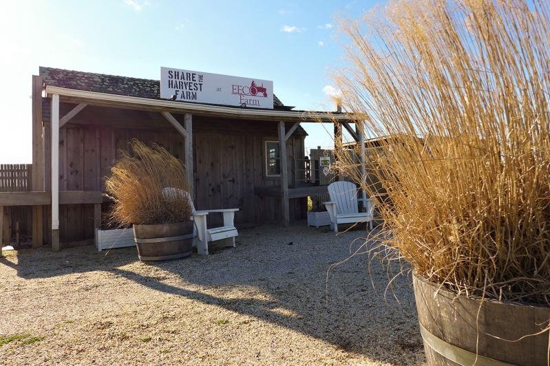 Outdoor seating area with white chairs and large planters with tall dry grasses, wooden fence, small building, and signs that say 'Share Harvest Farm' at EE Farm.