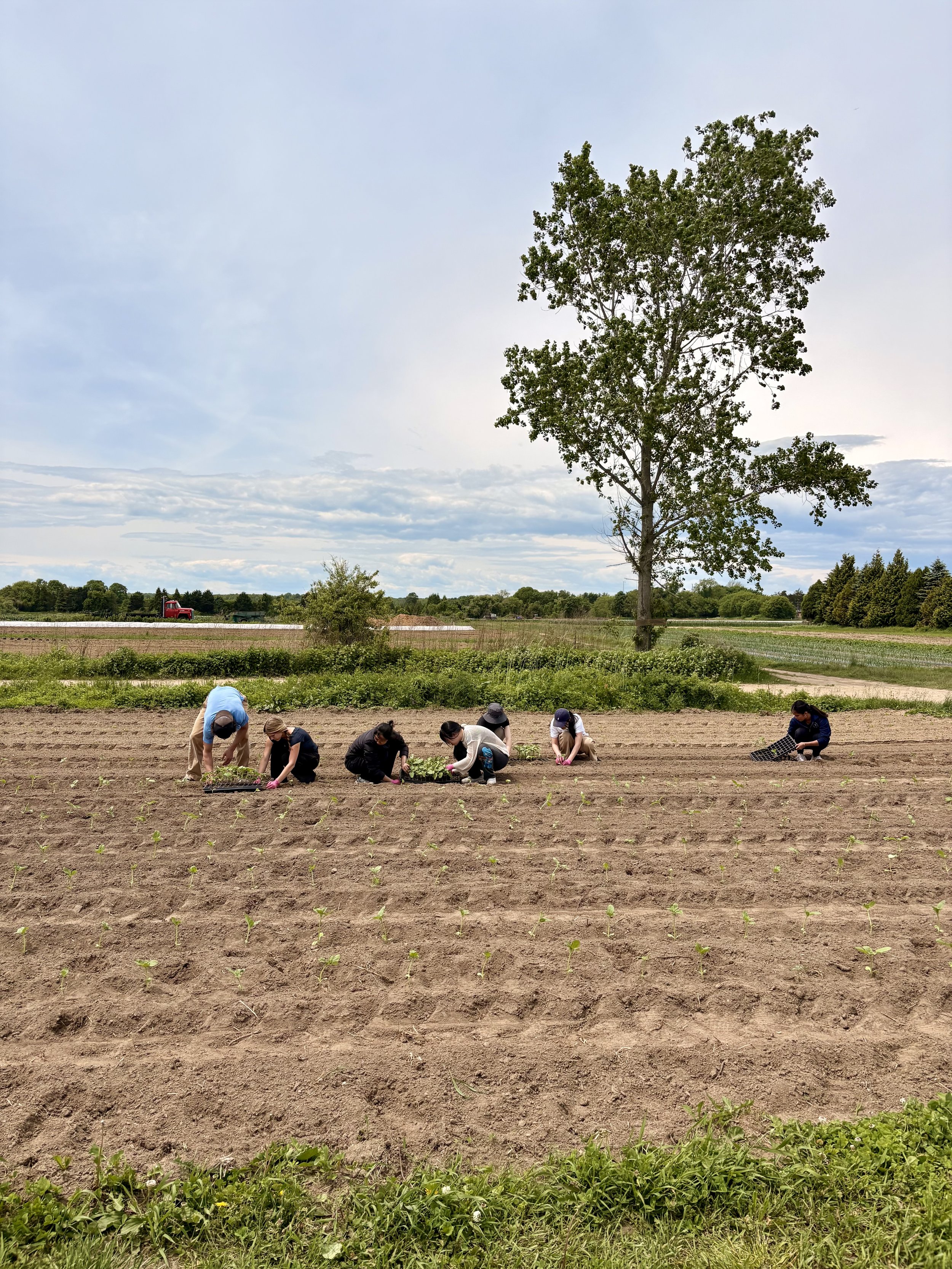 People planting seedlings in a field with a large tree and a tractor in the background.