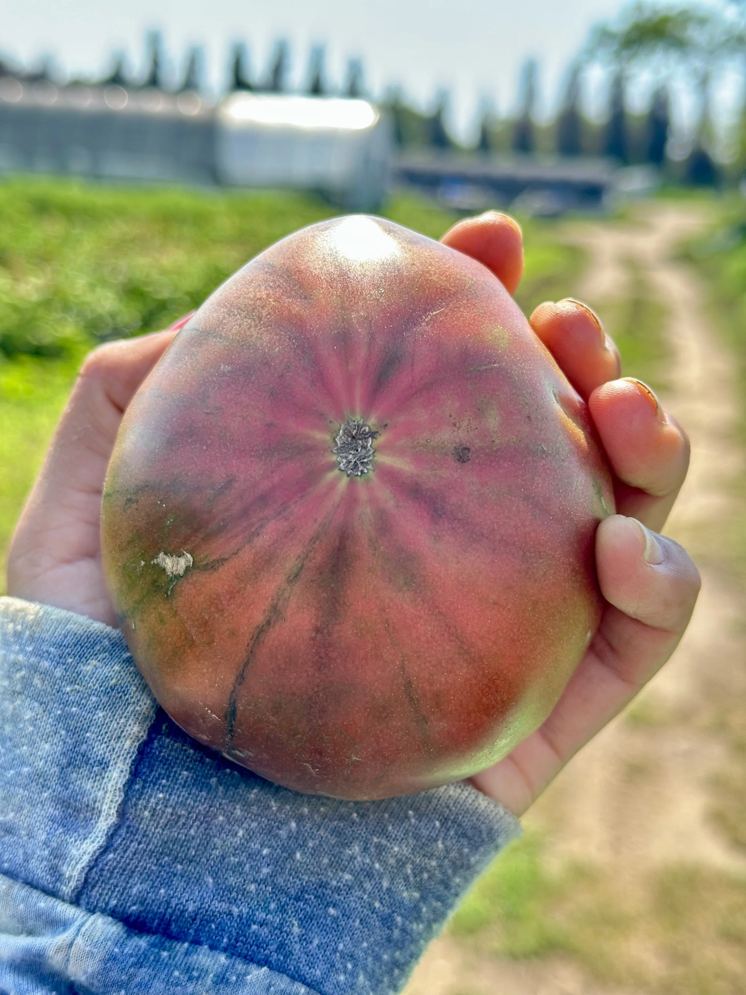 A hand holding a large, ripe peach outdoors with blurred greenery and a bridge in the background.
