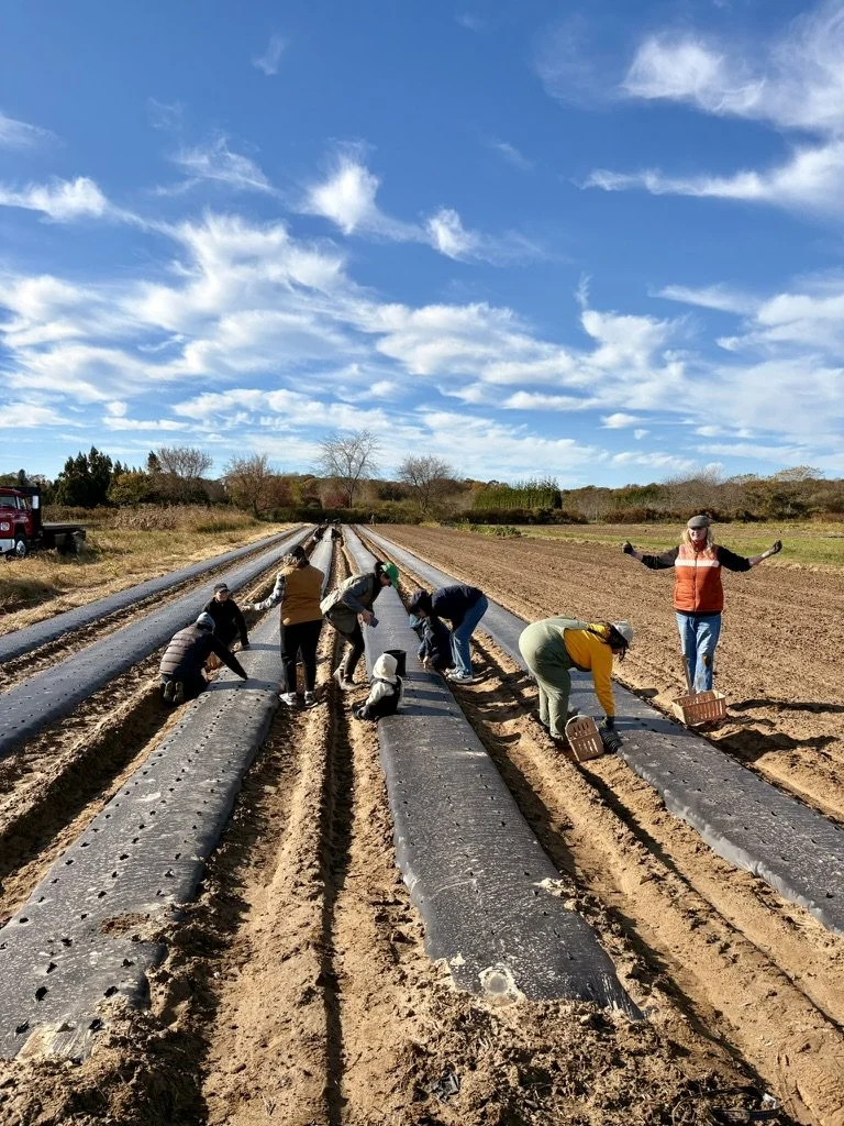 People planting crops on a farm with black plastic mulch, on a sunny day with scattered clouds.