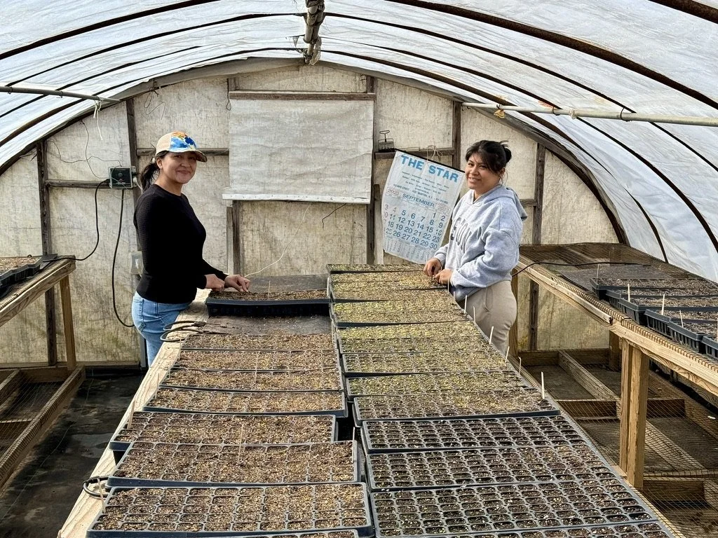 Two women working inside a greenhouse with trays of seedlings or sprouts on tables.