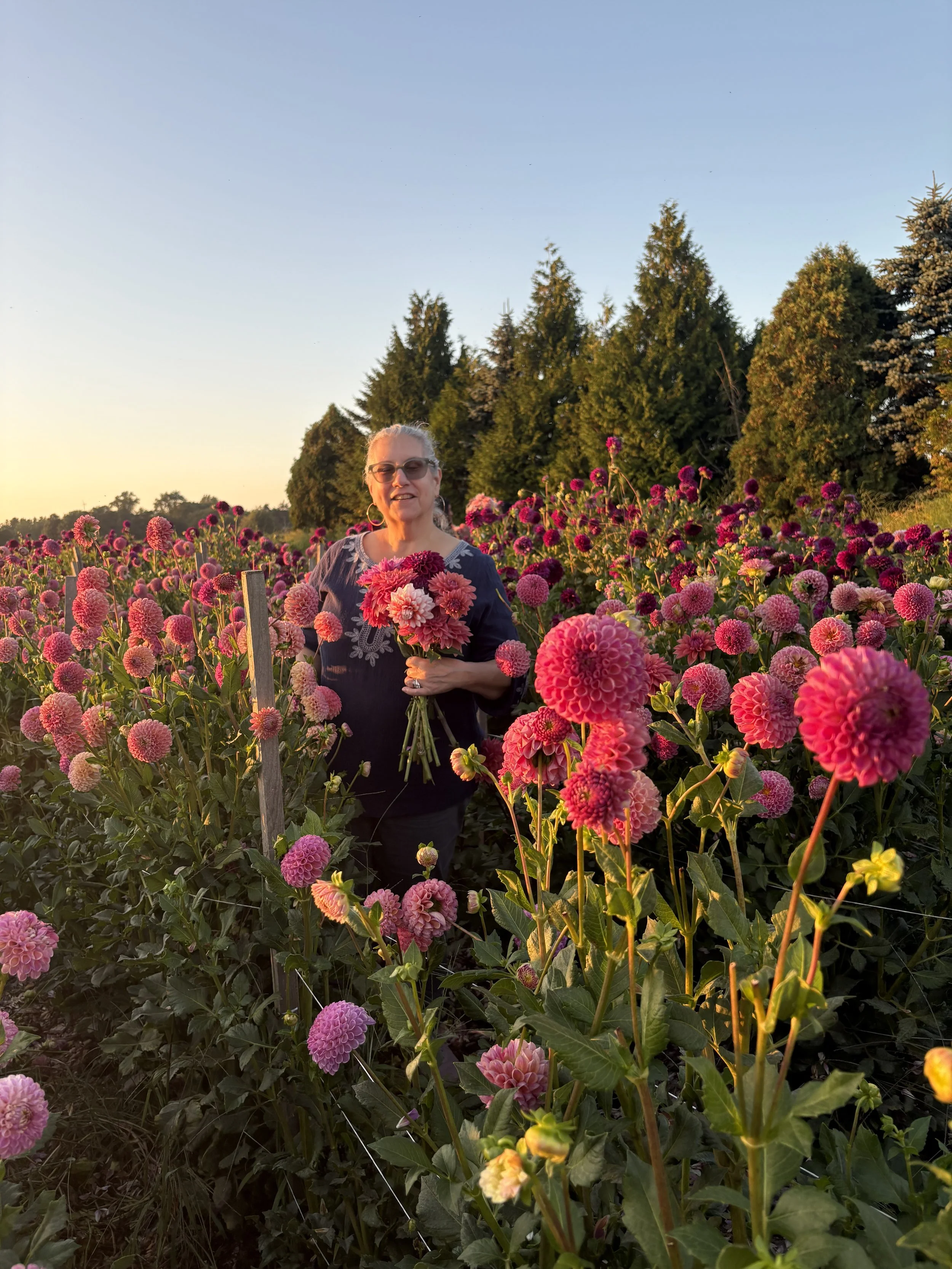 A woman holding a bouquet of pink and red flowers standing in a field of pink and purple dahlias during sunset, with tall green trees in the background.