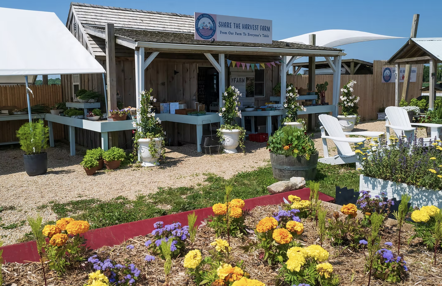 A farm stand called 'Share the Harvest Farm' with potted plants, flowers, and gardening supplies outside on a sunny day. There are white adirondack chairs, a flower bed with yellow and purple flowers, and a wooden building with a sign.