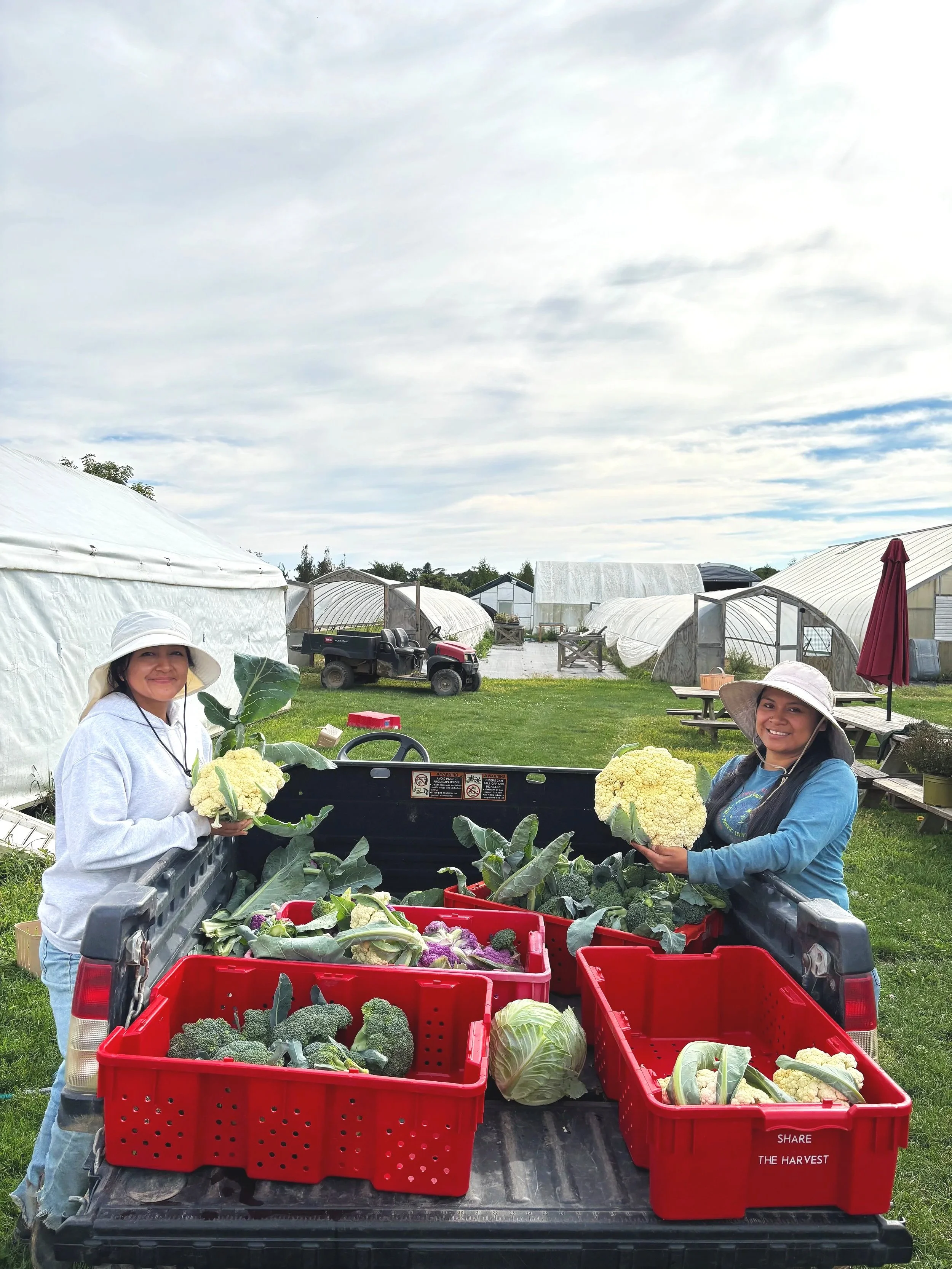 Two women standing in the back of a pickup truck filled with harvested vegetables, including cauliflower, broccoli, and cabbage, at a farm or greenhouse.
