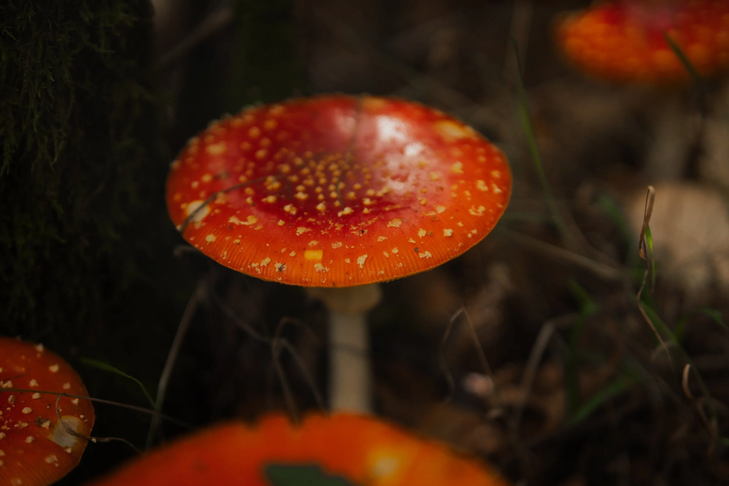 DSC06575.jpg