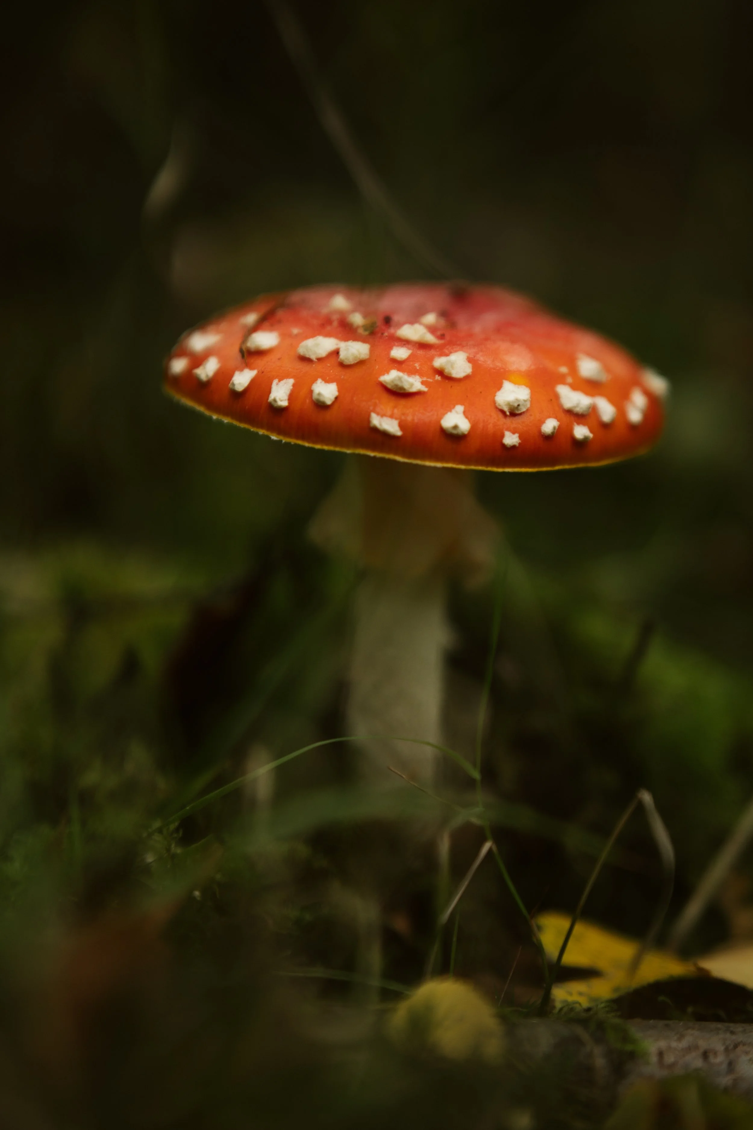 DSC06591.jpg