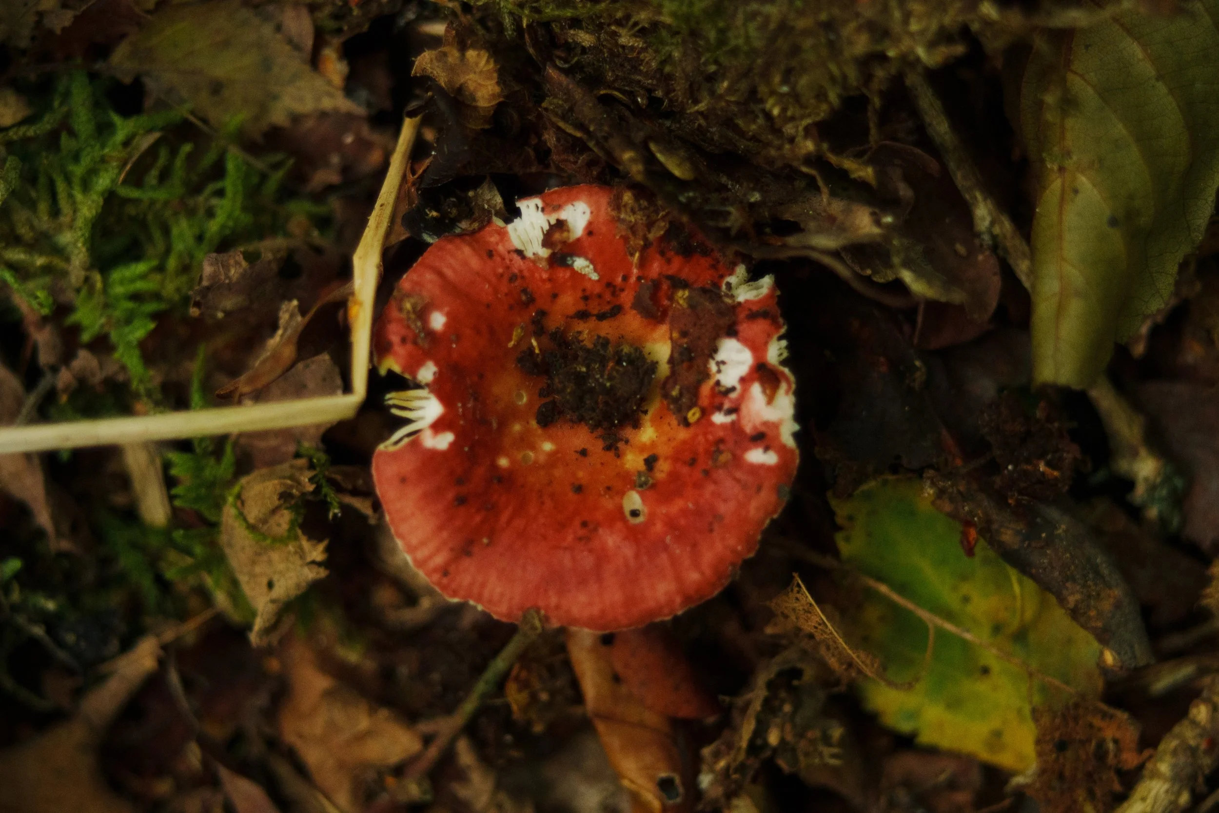 DSC06737.jpg