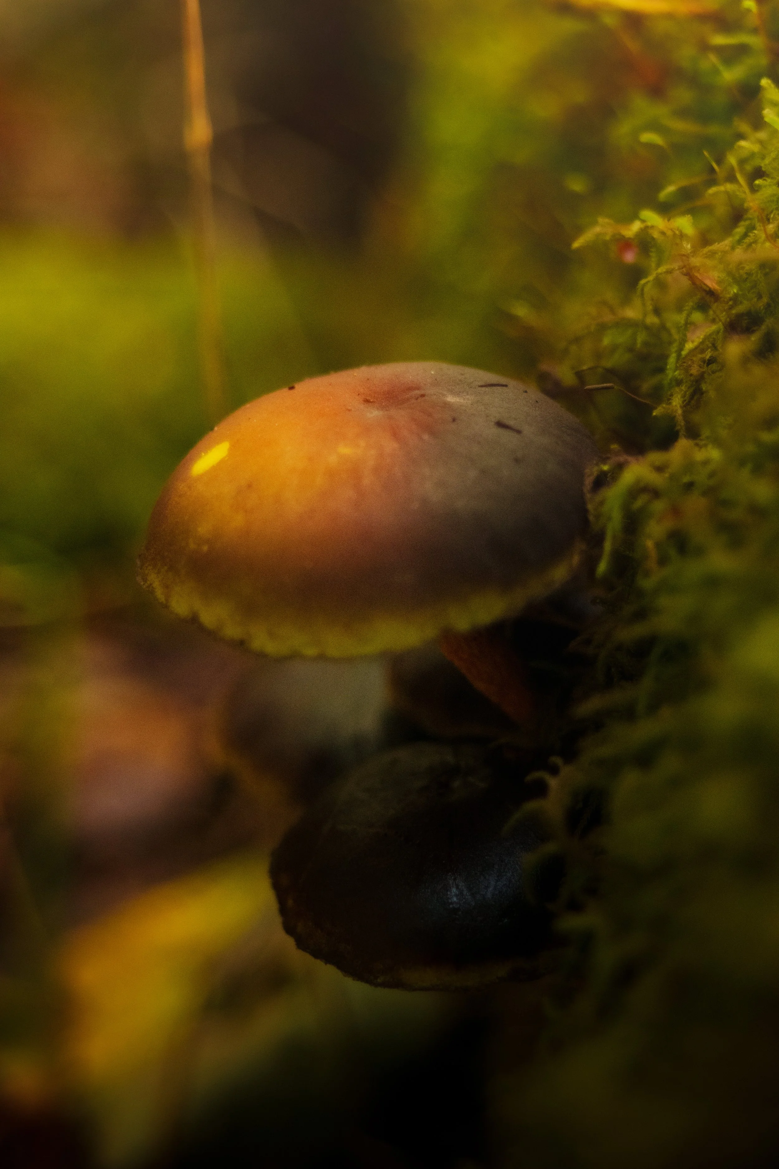 DSC06754.jpg