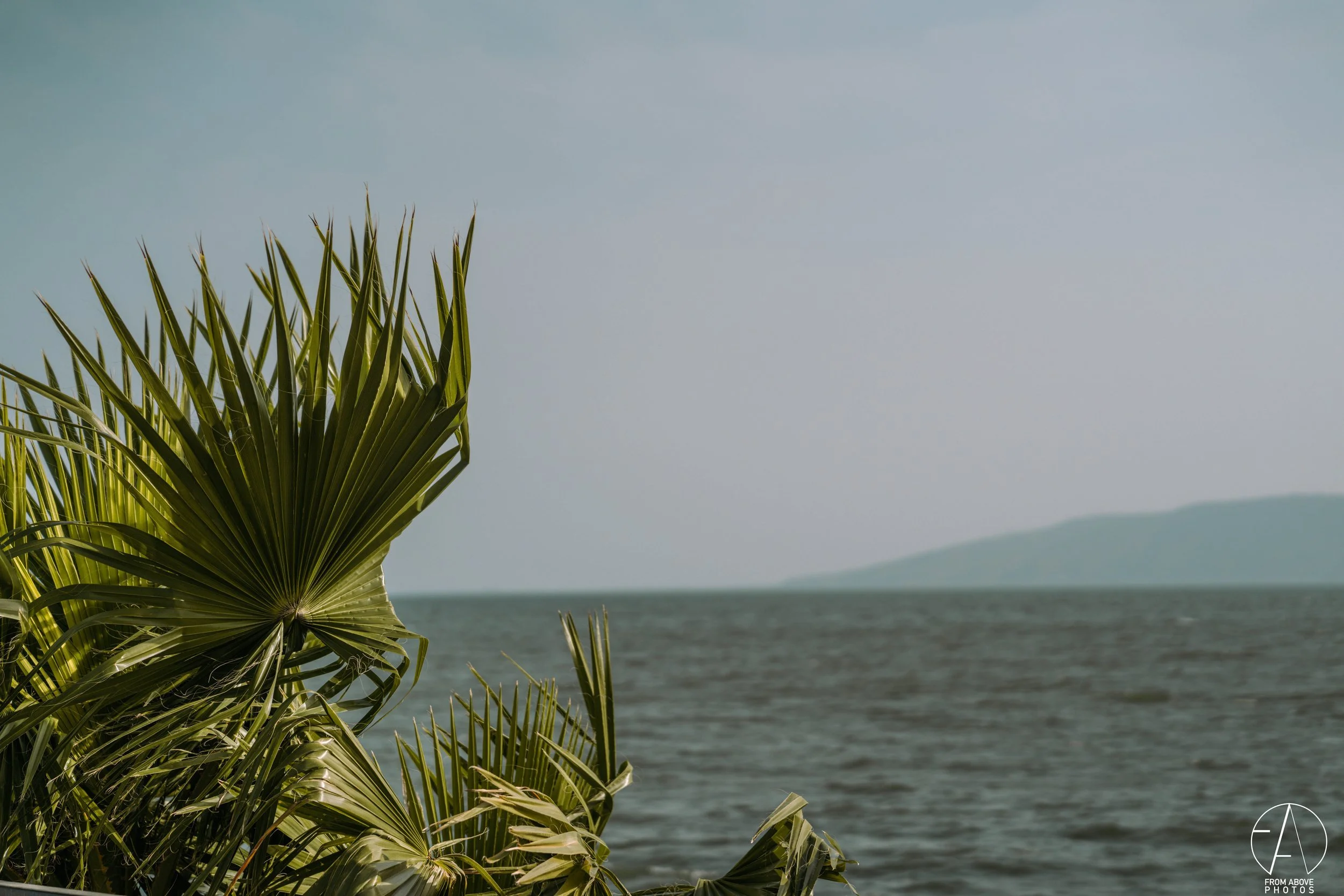 Close-up of green palm leaves near the ocean with a distant landmass in the background.