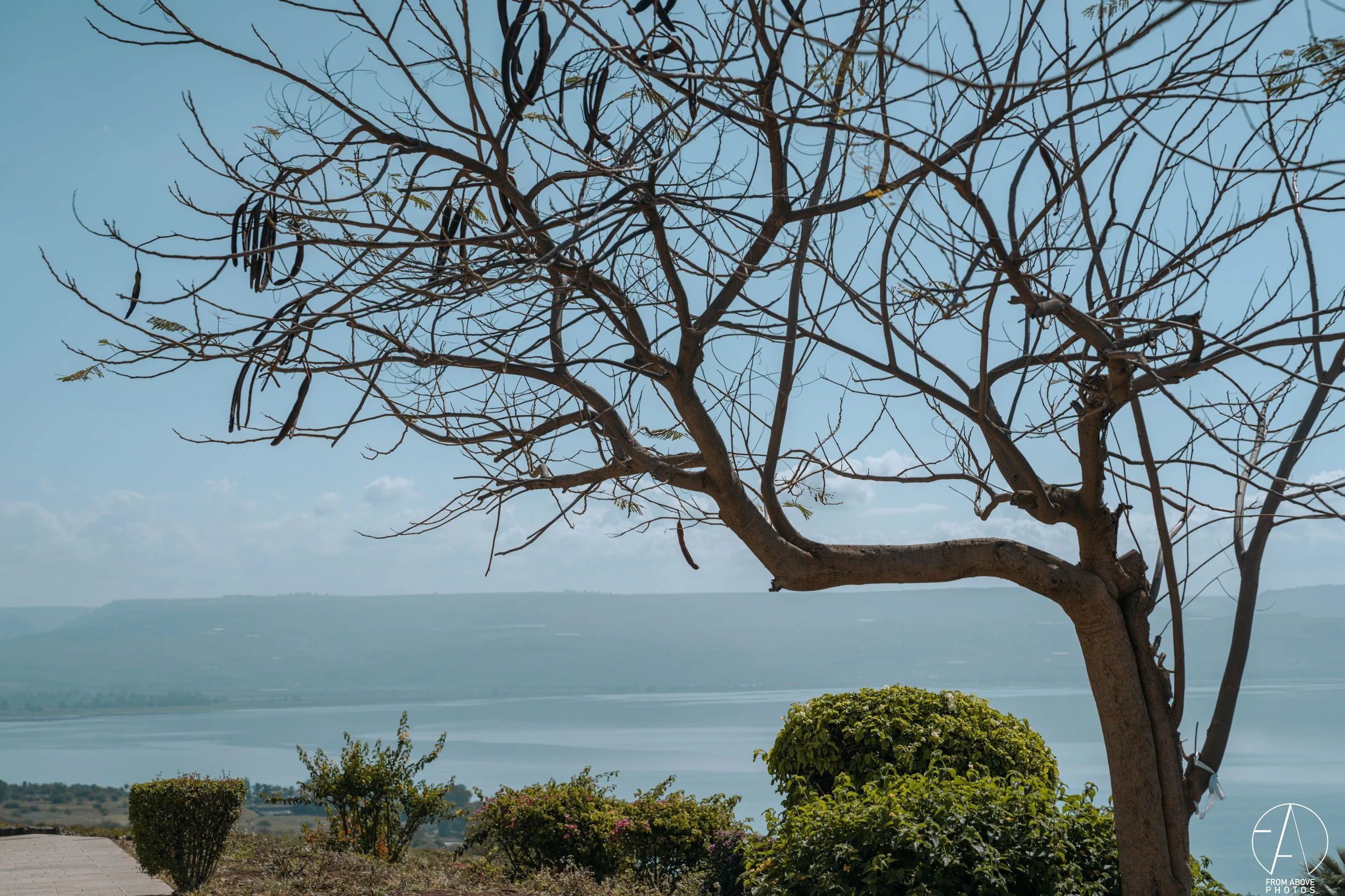 A leafless tree stands in the foreground with a body of water and hills in the background on a clear day.
