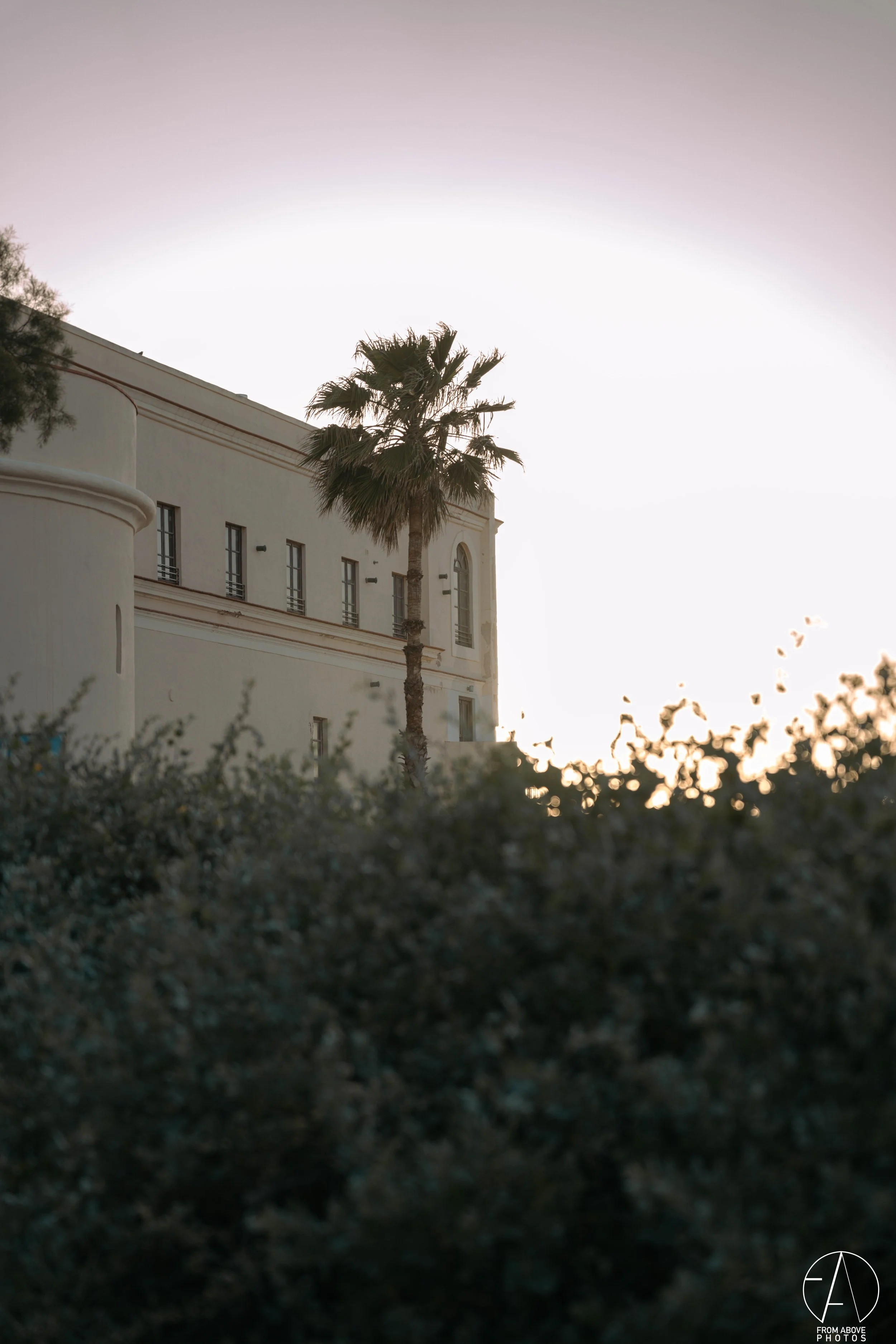 A tall palm tree in front of a large white building with multiple windows, seen during sunset or sunrise with soft lighting.