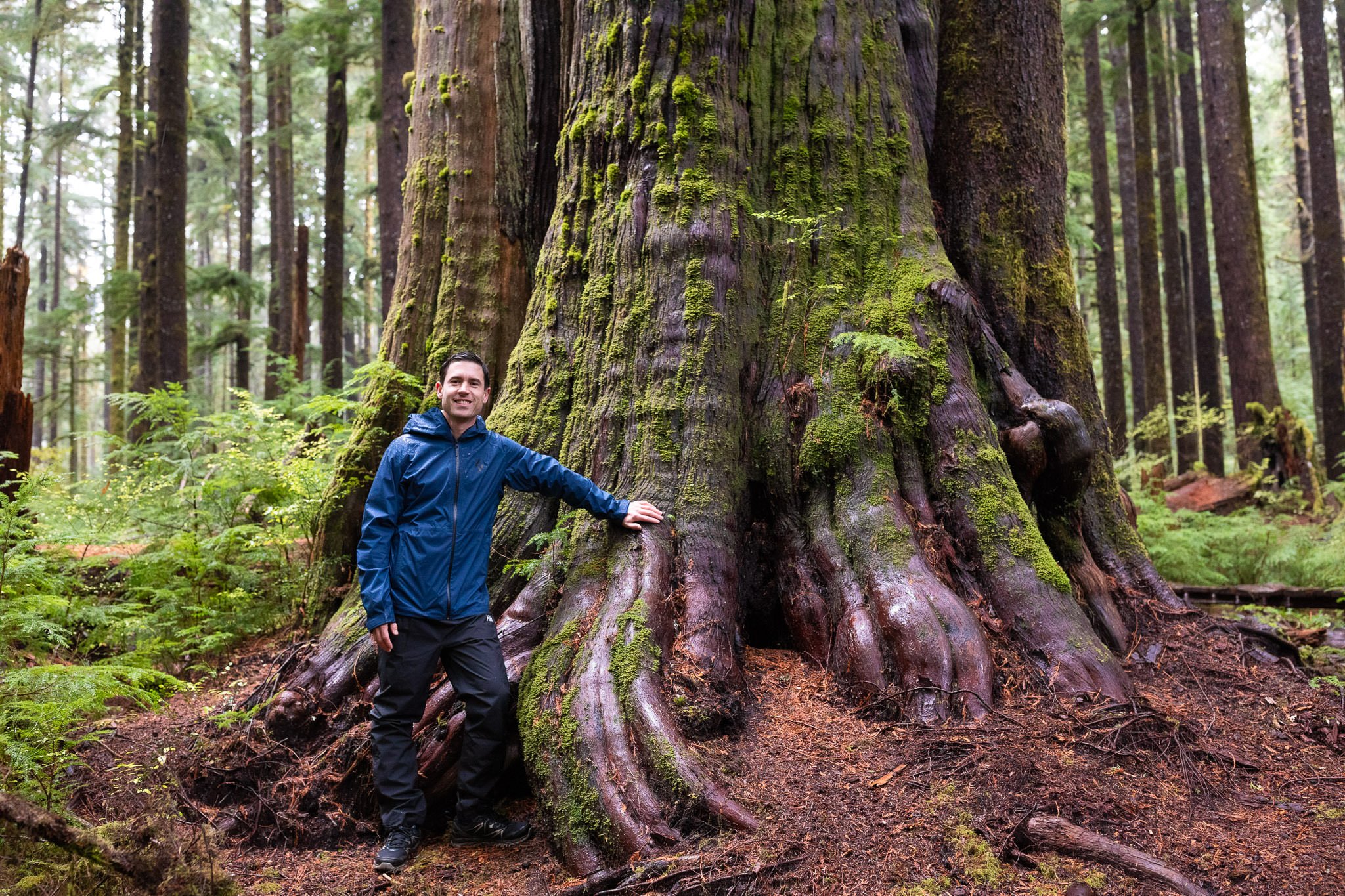 A man in a blue jacket standing next to a large, moss-covered redwood tree in a forest.