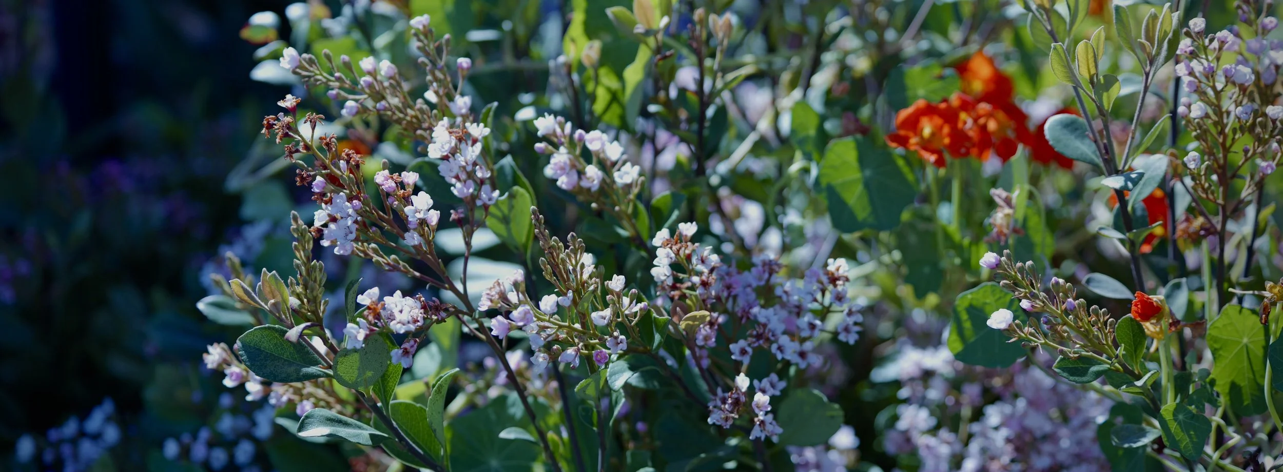 Close-up of flowering plants with small purple and white blossoms and green leaves, with some red flowers in the background.