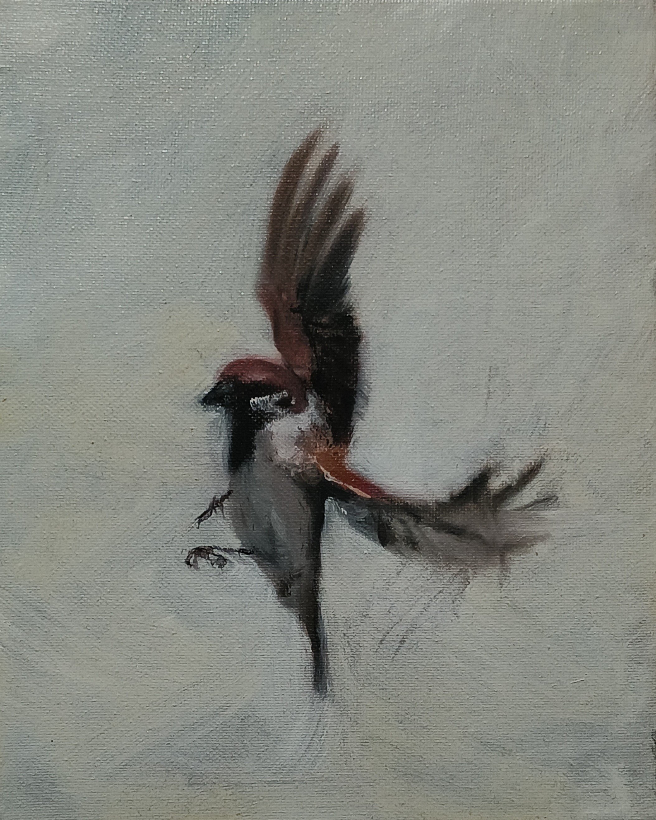 birds