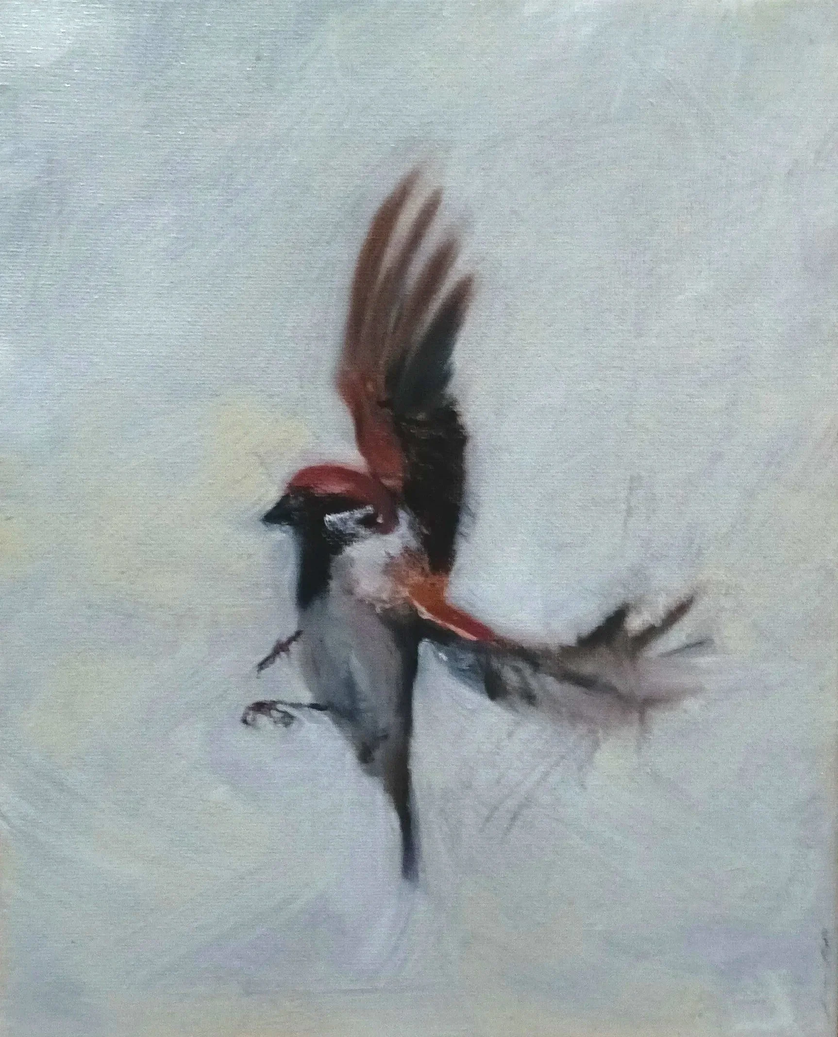Sparrow
