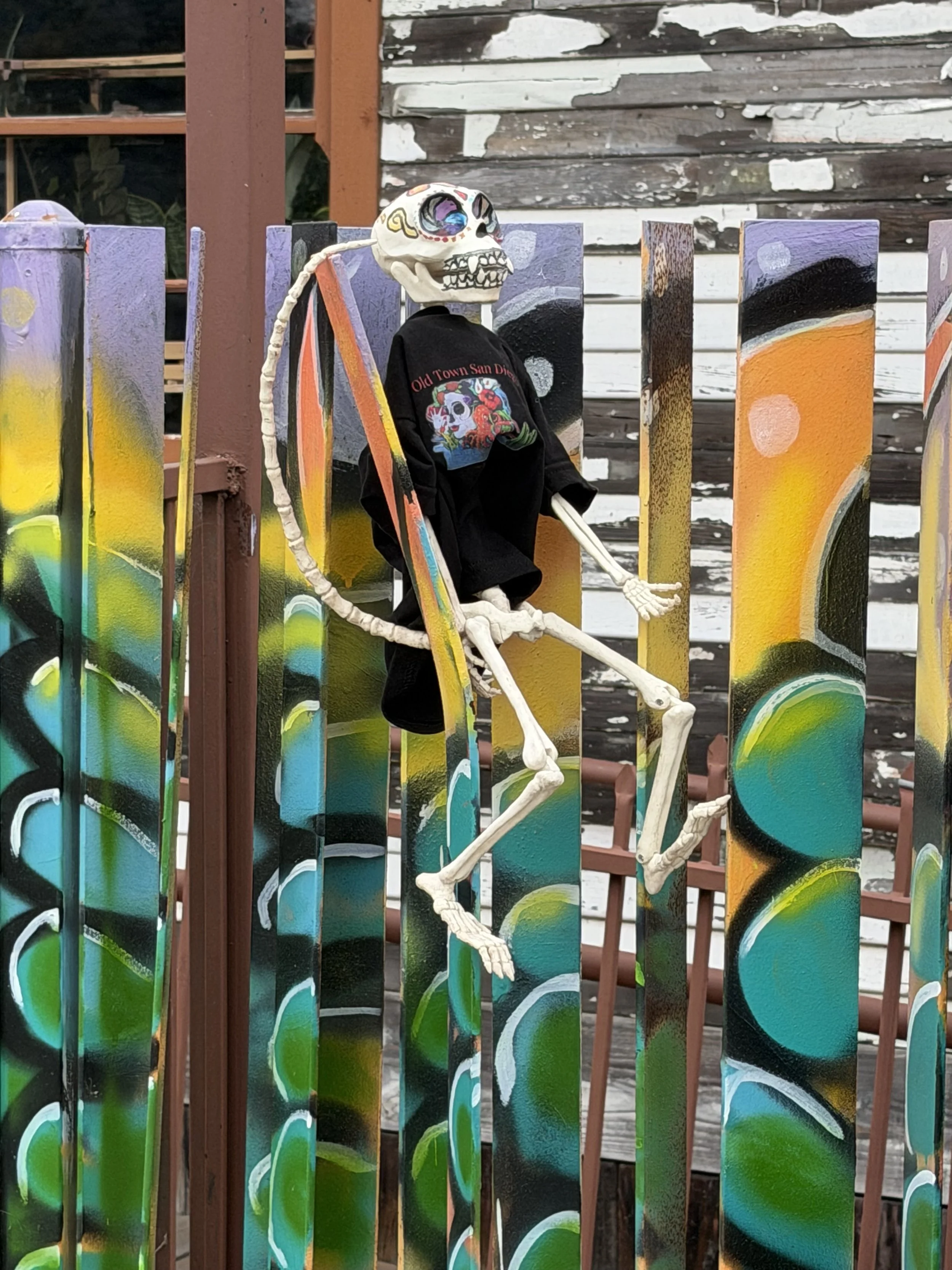 Close-up of Huesito sitting on the colorful dragon mural fence during an evening stroll through Old Town San Diego.