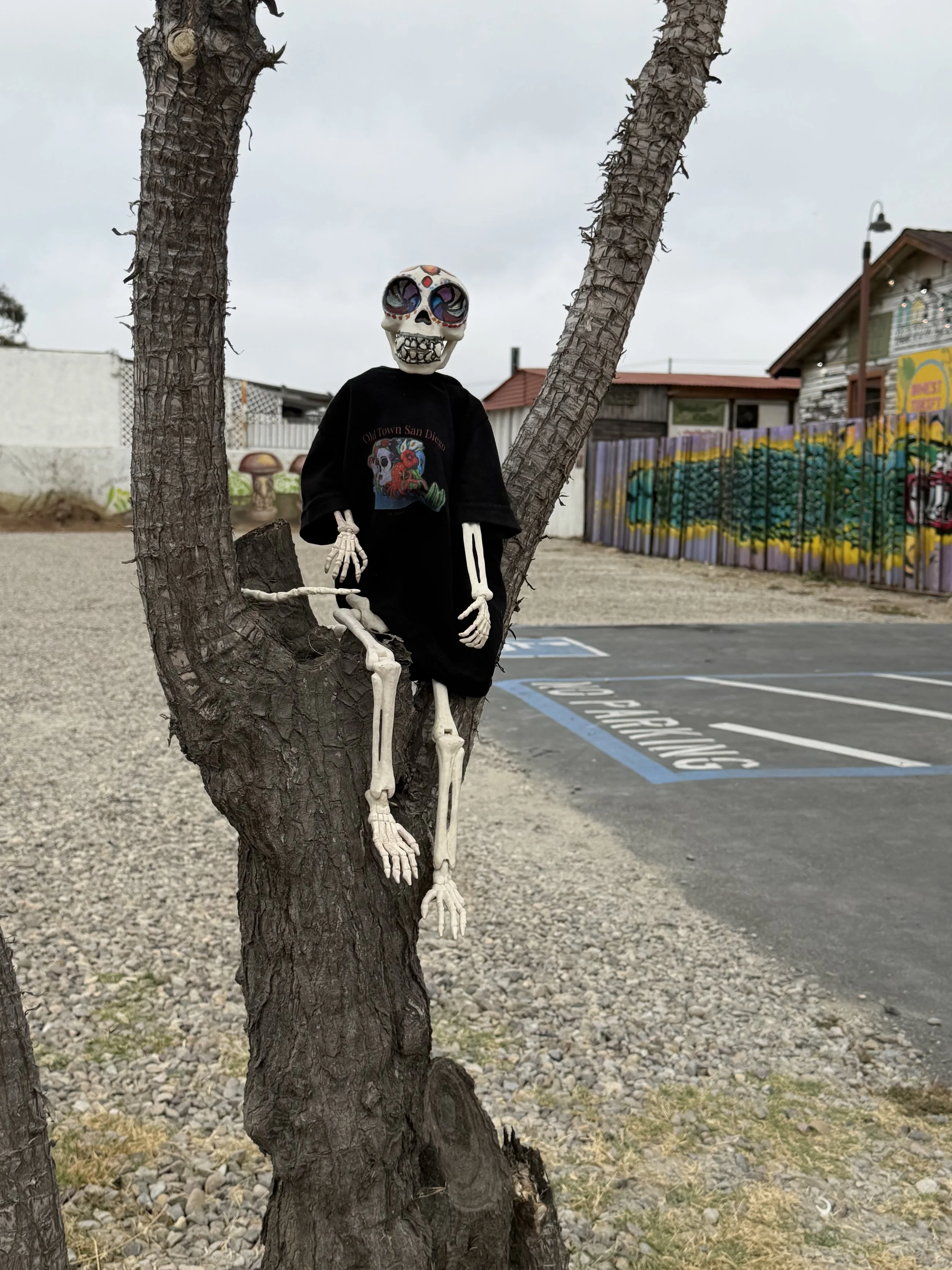 Huesito relaxing in a tree overlooking La Esquinas and the colorful murals of Old Town San Diego.