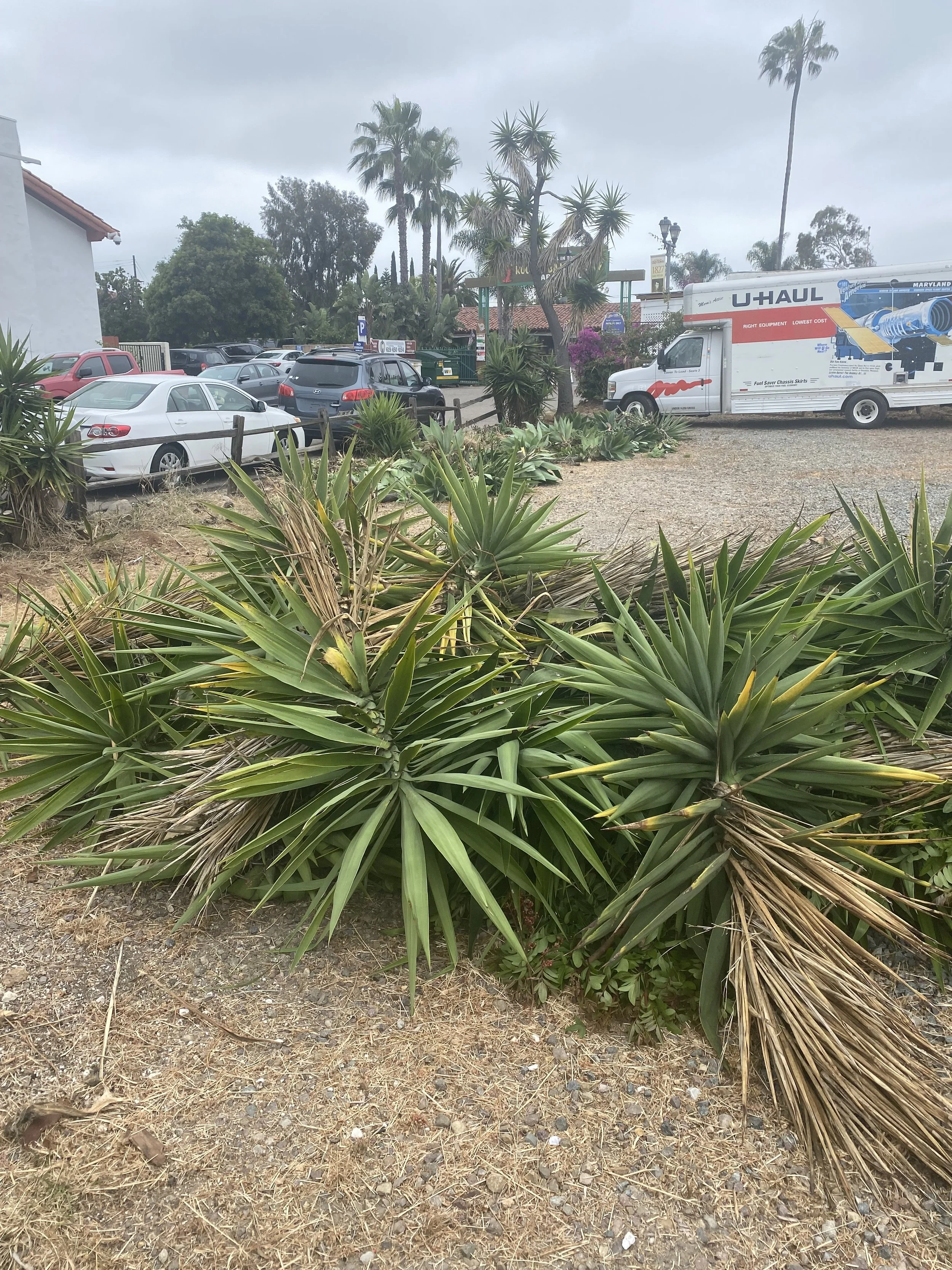 LaEsquinas yucca removal rehab.jpeg