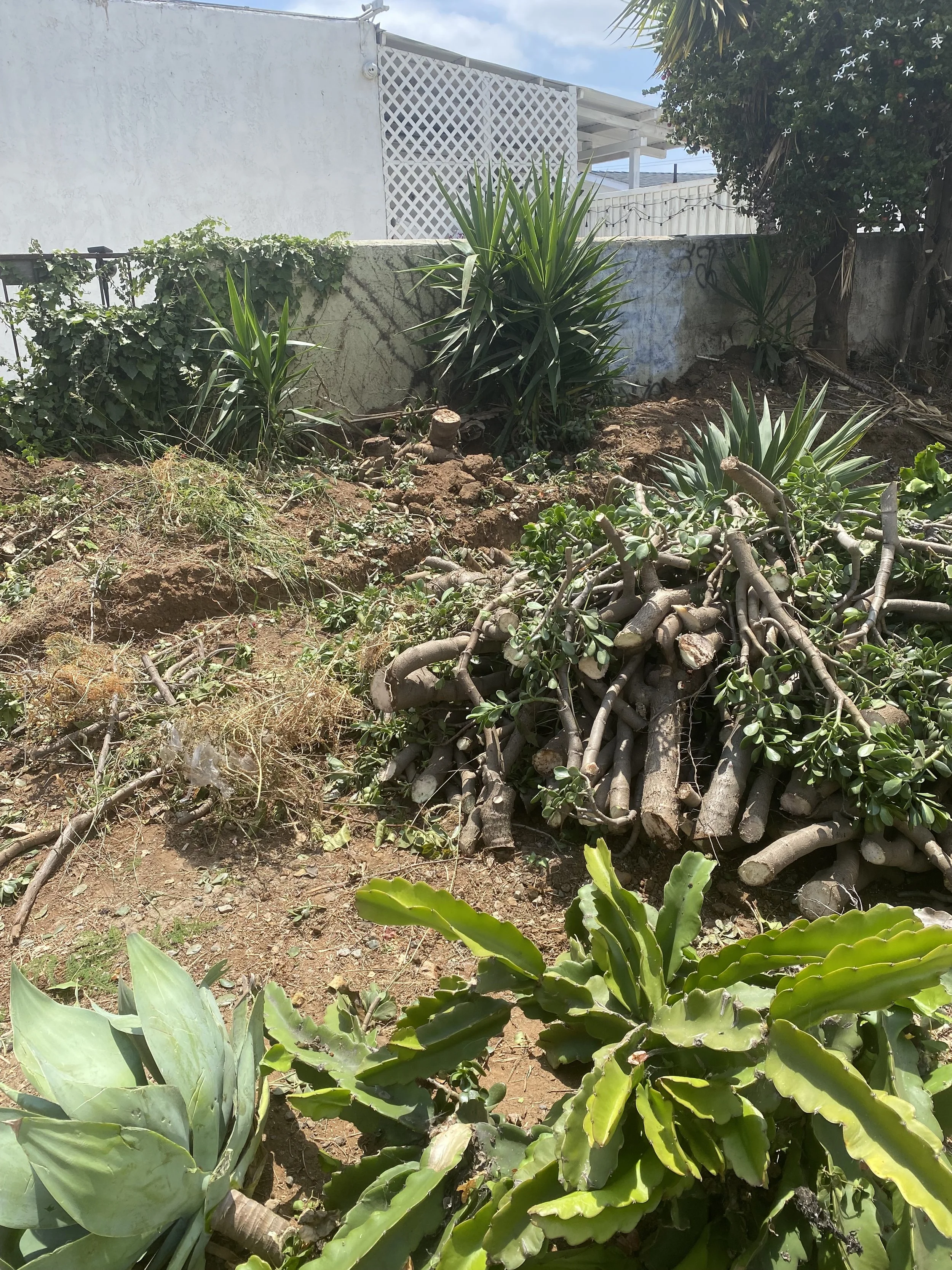 LaEsquinas Yucca Tree removal reveal.jpeg