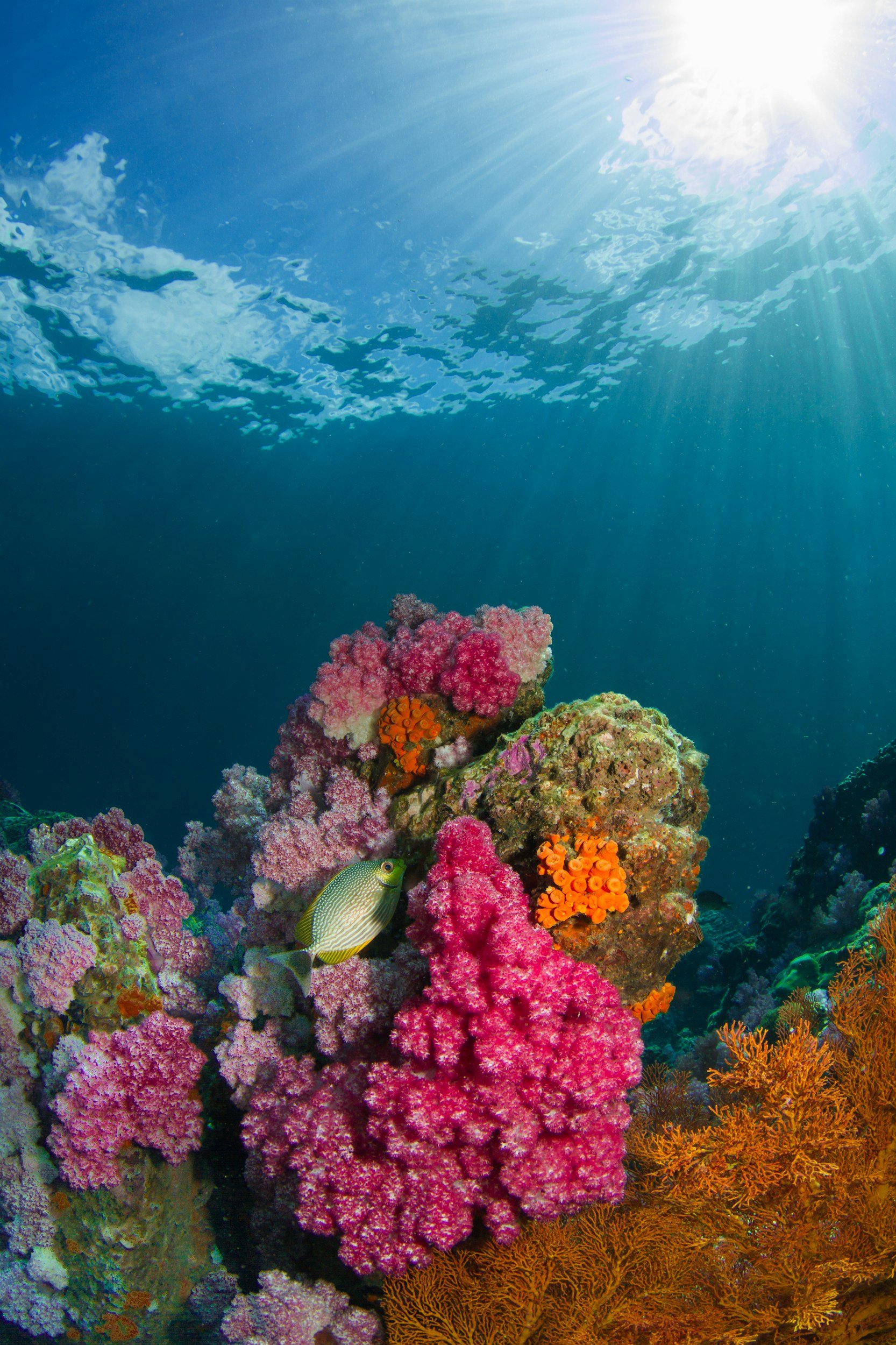 Underwater coral reef with colorful corals, a yellow fish, and sunlight shining through the water.