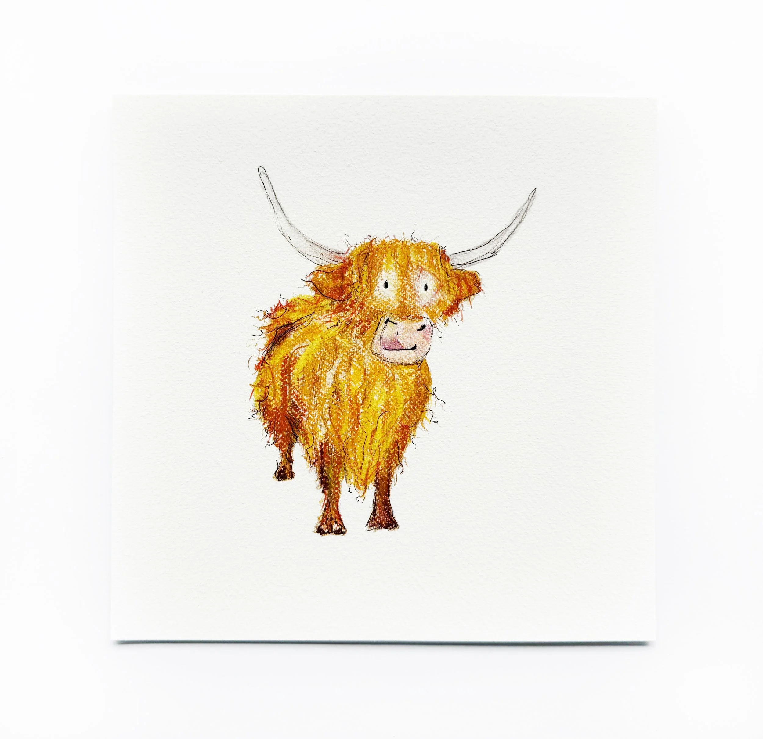 Hilda highland cow_1.jpg
