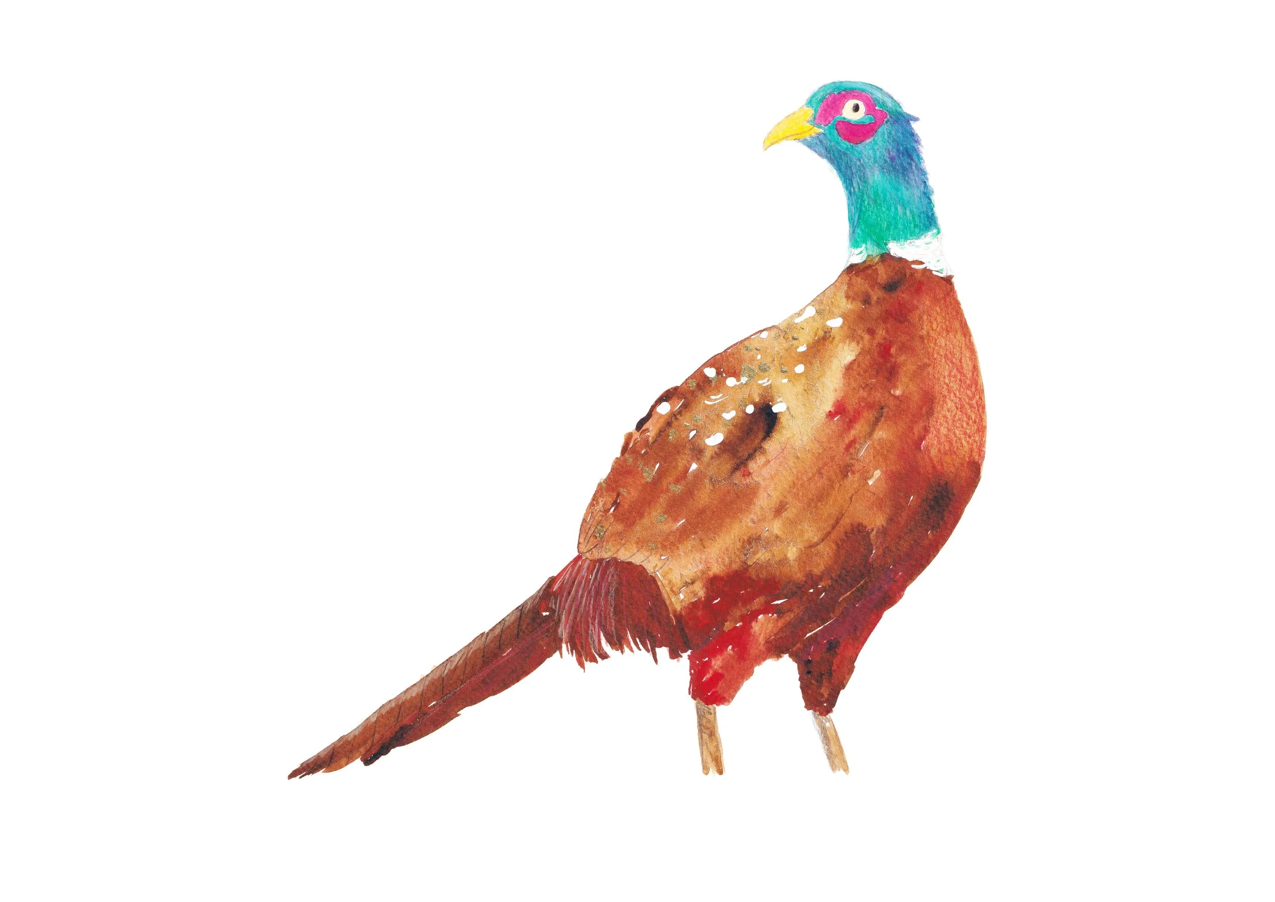 Pheasant_clear background 3.jpg