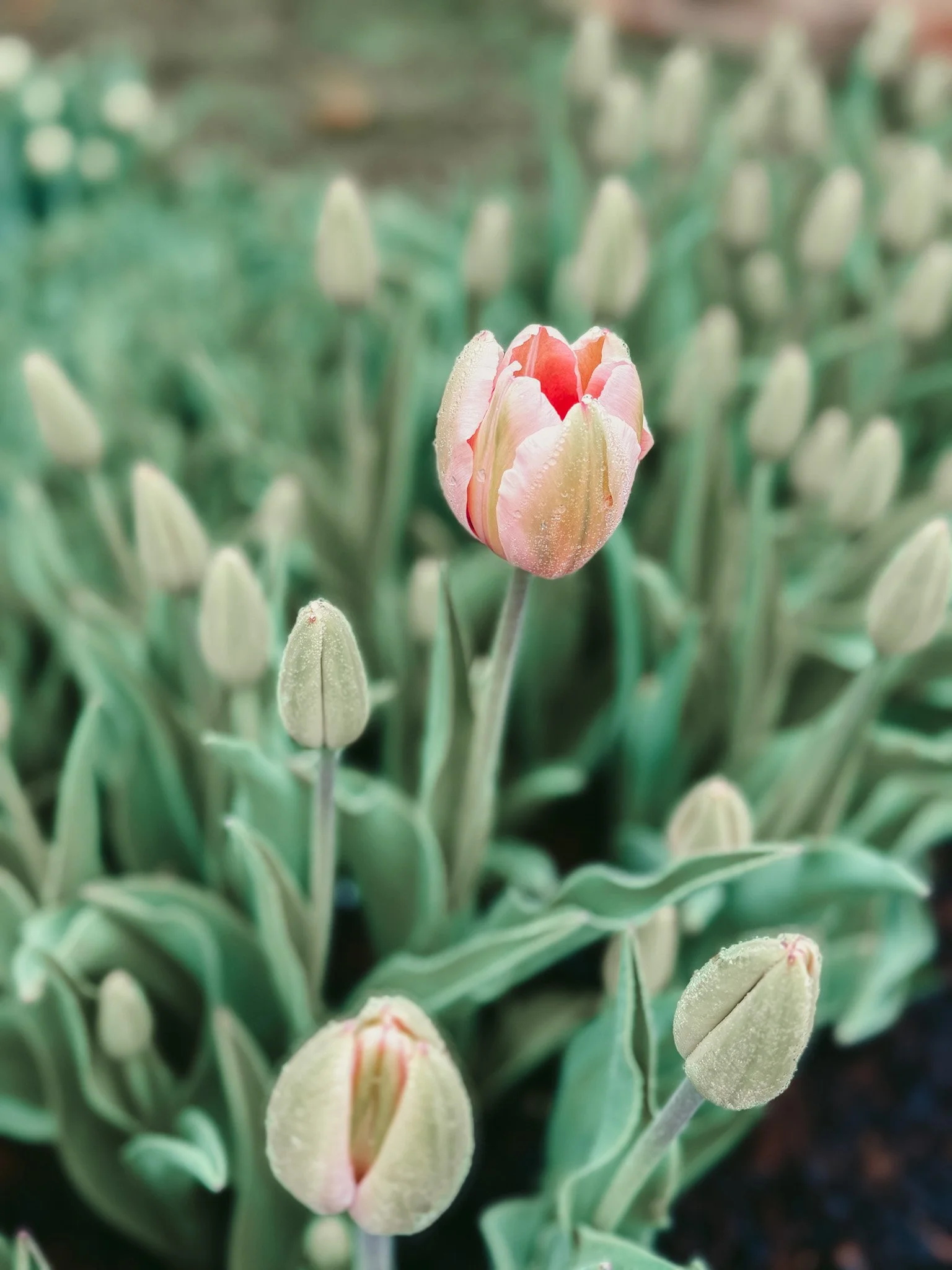 A pink and white tulip partially opened among several unopened buds in a garden.
