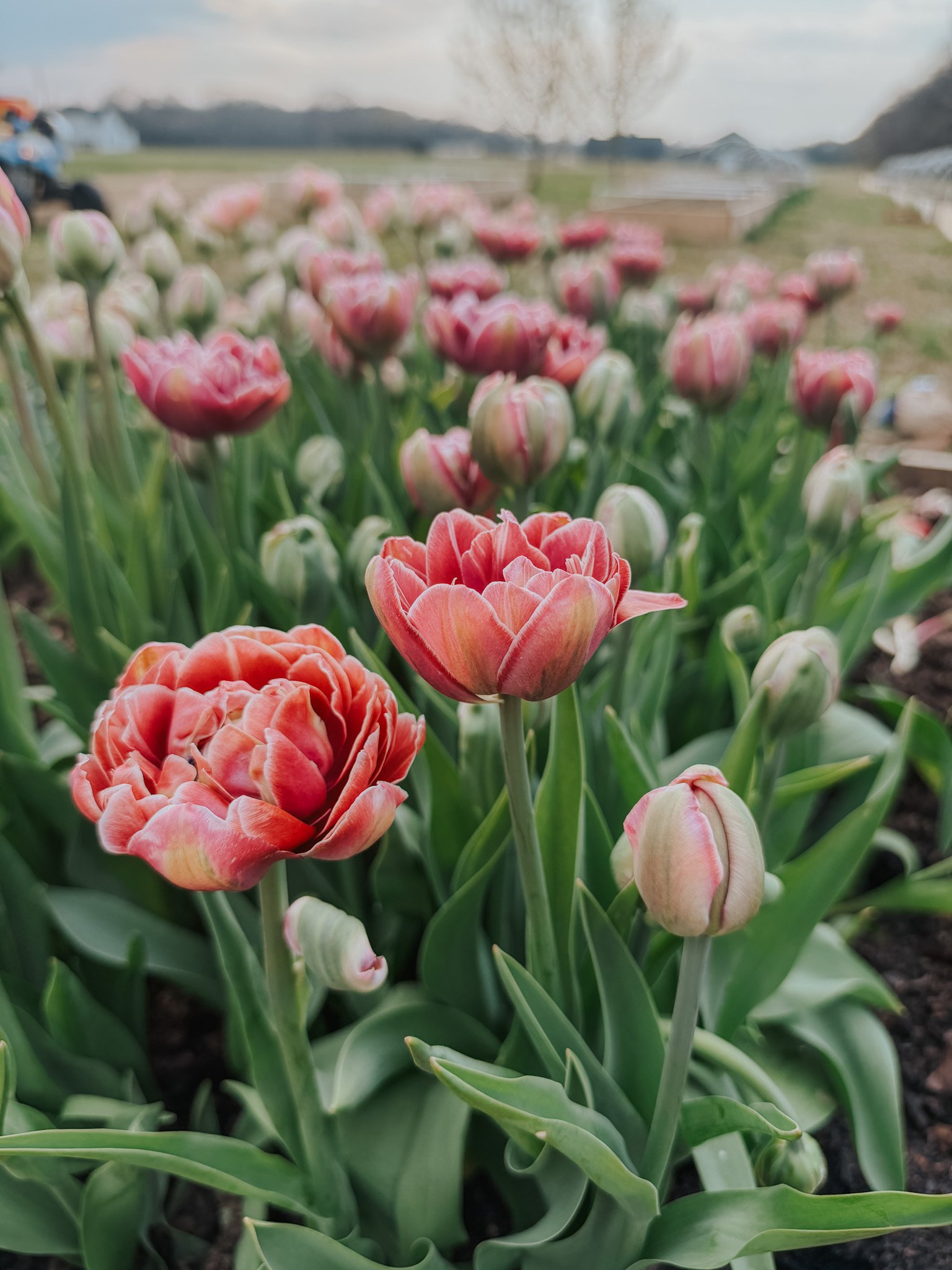 Pink and peach tulips blooming in a flower garden with green leaves, with a background showing a parking lot, cars, and a cloudy sky.