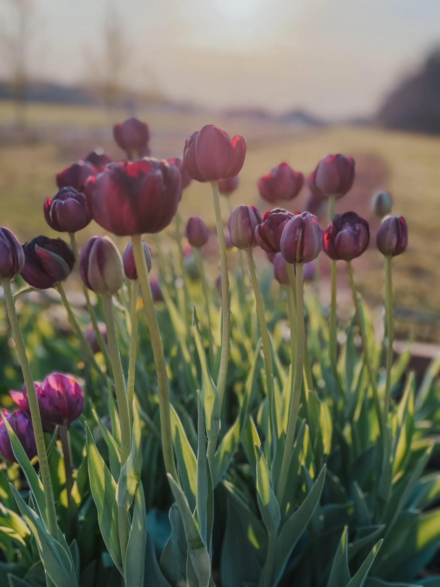Close-up of purple tulips in a garden during sunset with a blurred background of fields and trees.