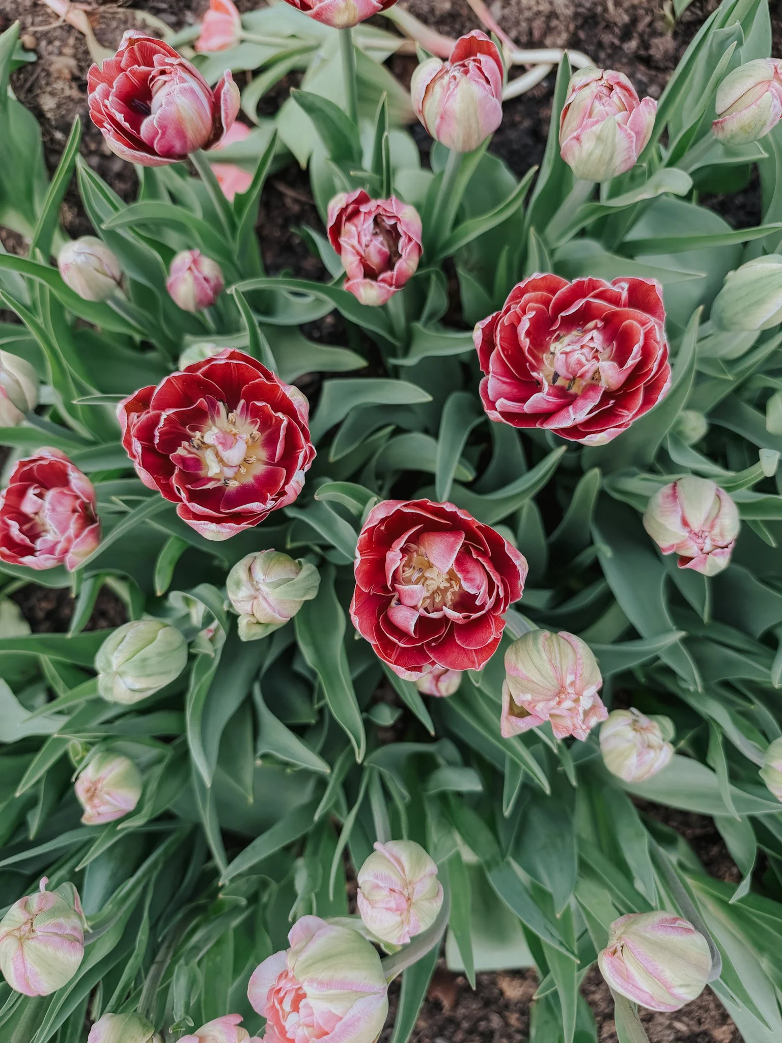Close-up of blooming tulips with pink and red petals and green leaves in a garden bed.