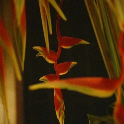 Paradisaea on film 

@michelinguide @ilbucovita @baccarat @williamyeowardcrystal #hawaiianflowers