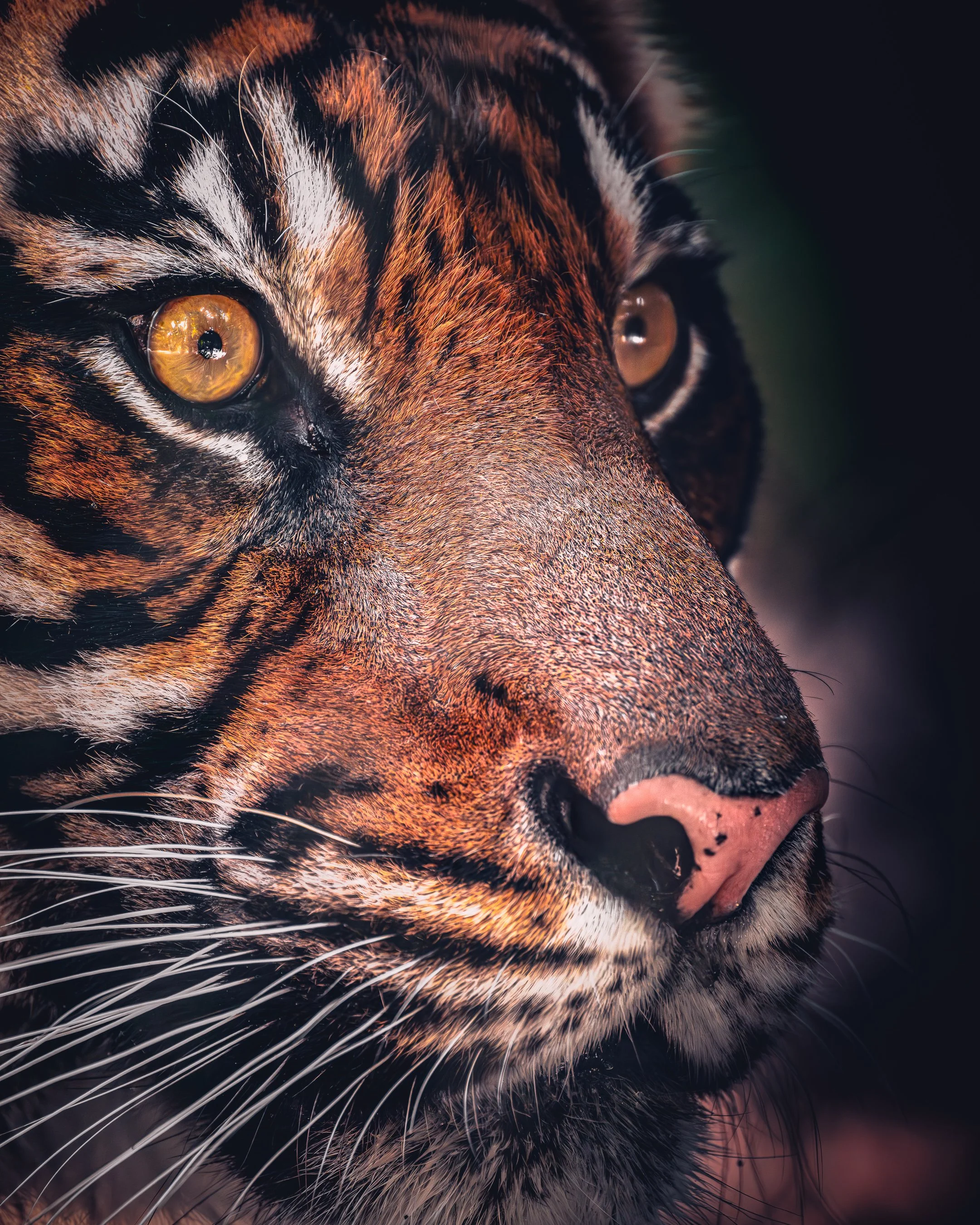 Tiger_Closeup_IG.jpg