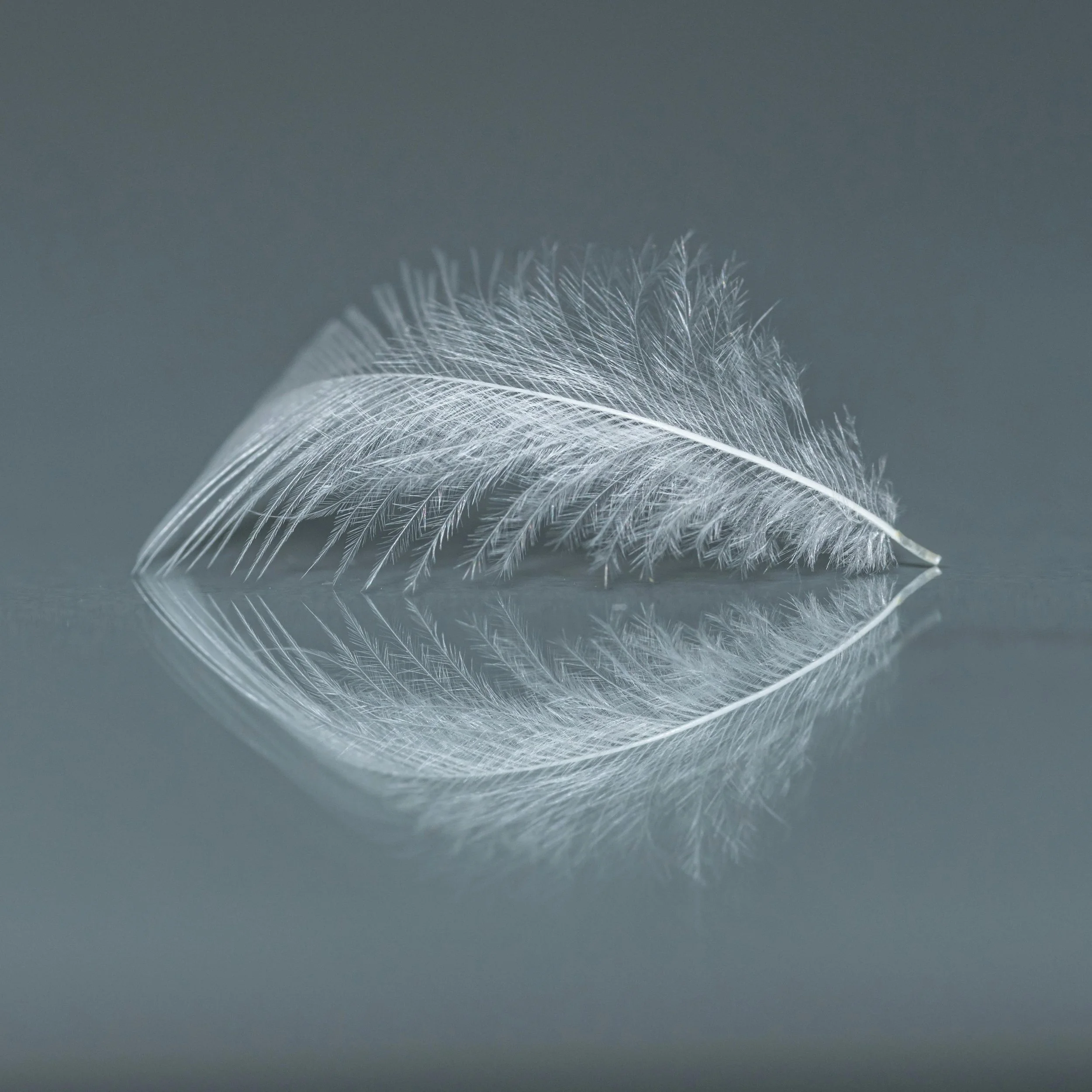 A soft, white feather resting on a reflective surface, creating a mirror image below.