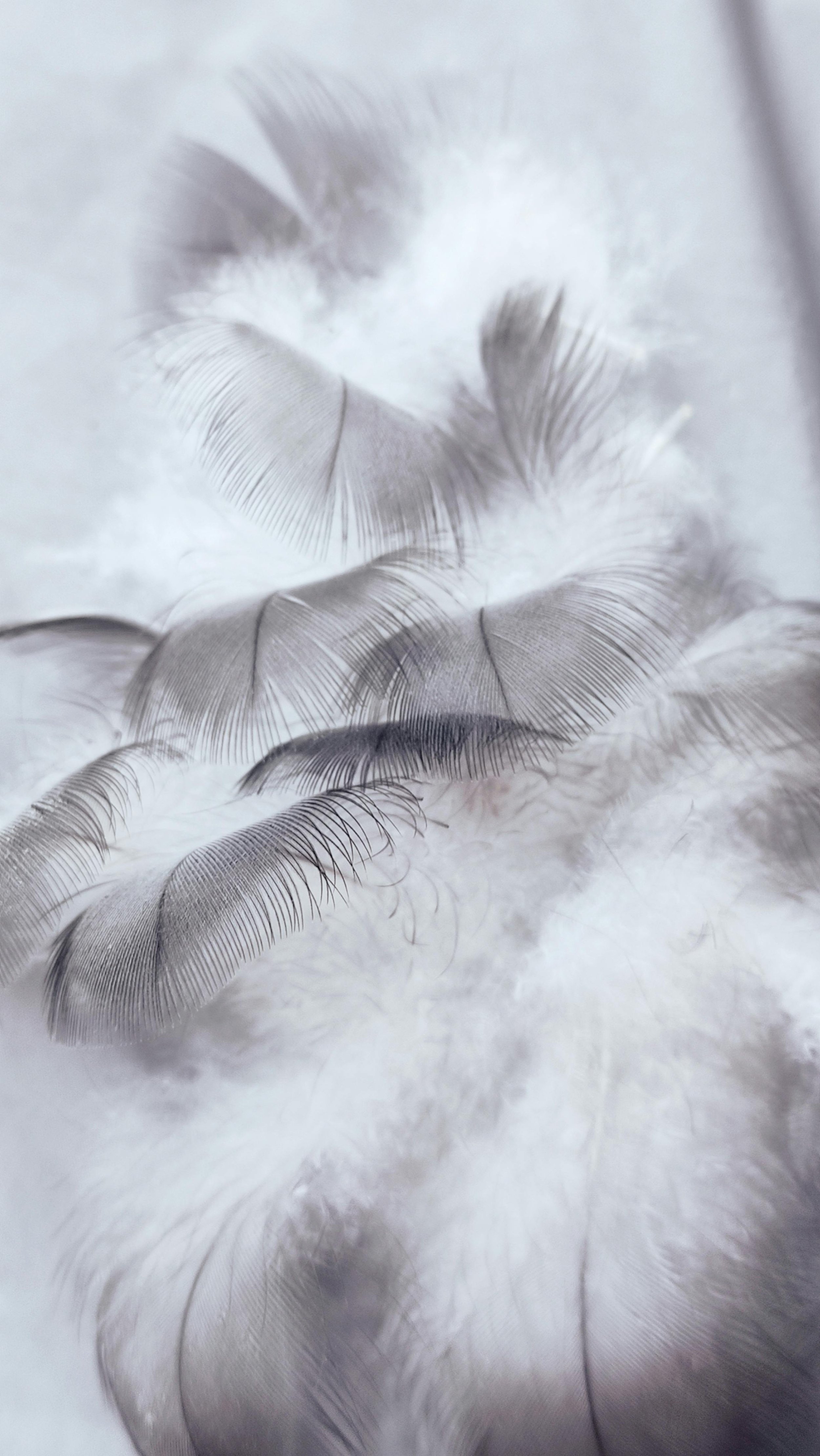Close-up of white feathers with fine details and soft texture.