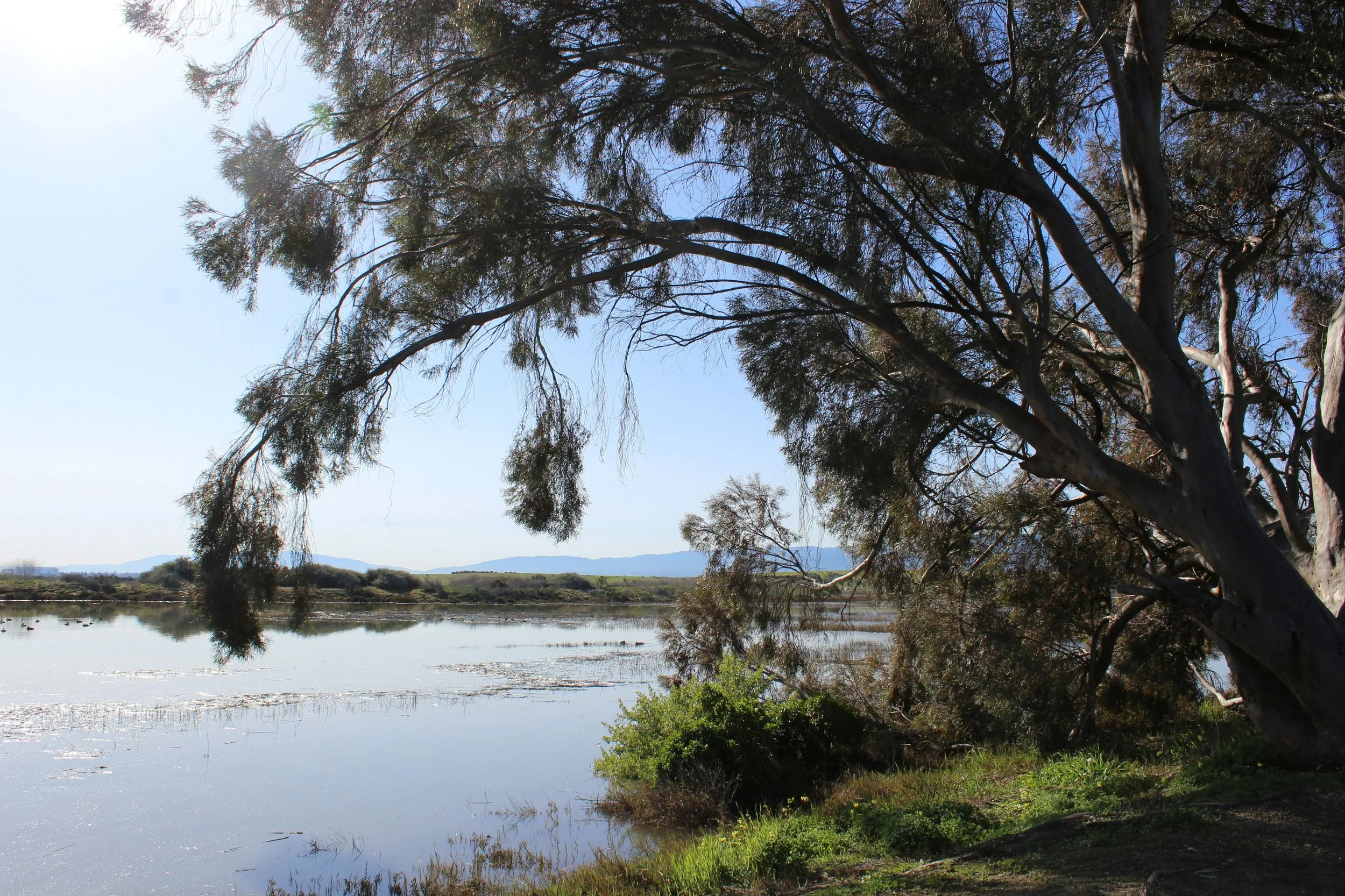 13 pictures that Explain the North Palo Alto Real Estate Market