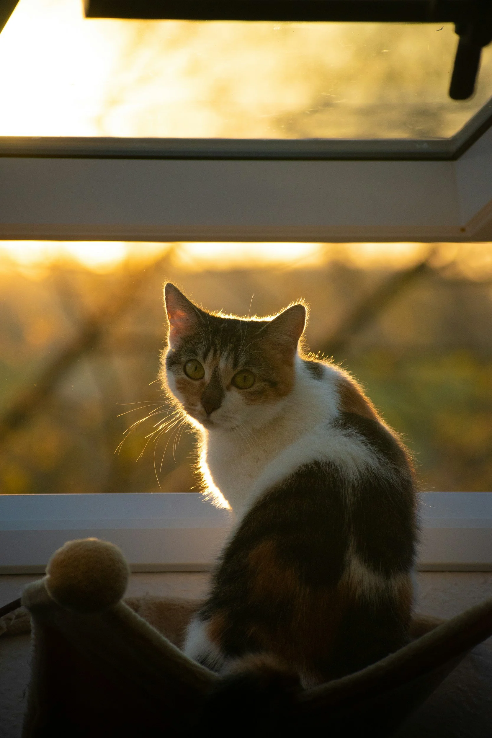 En ungar och vitaktig kattunge som tittar ut genom ett fönster på solnedgången, med ett gosedjur framför.