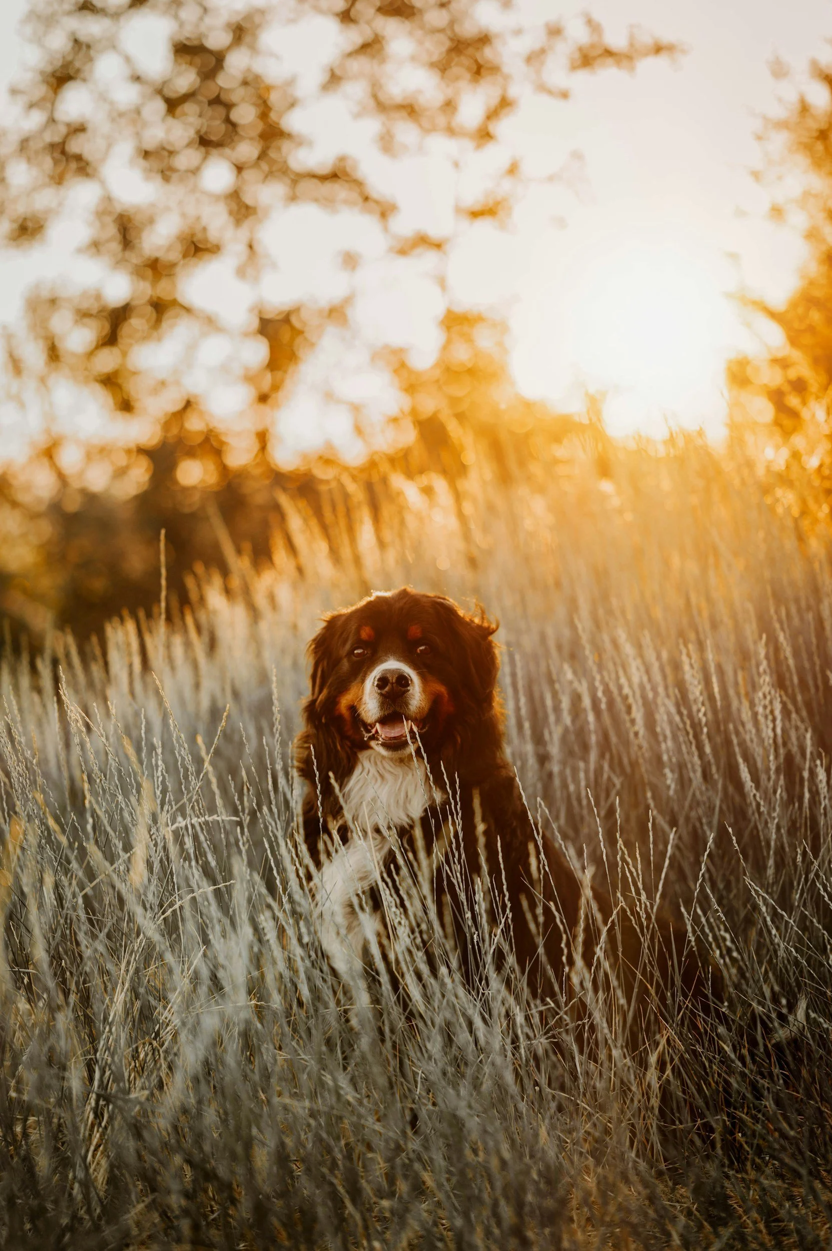 En hund som springer i ett fält med höstfärger, solen går ner i bakgrunden på en varm, gyllene kväll.